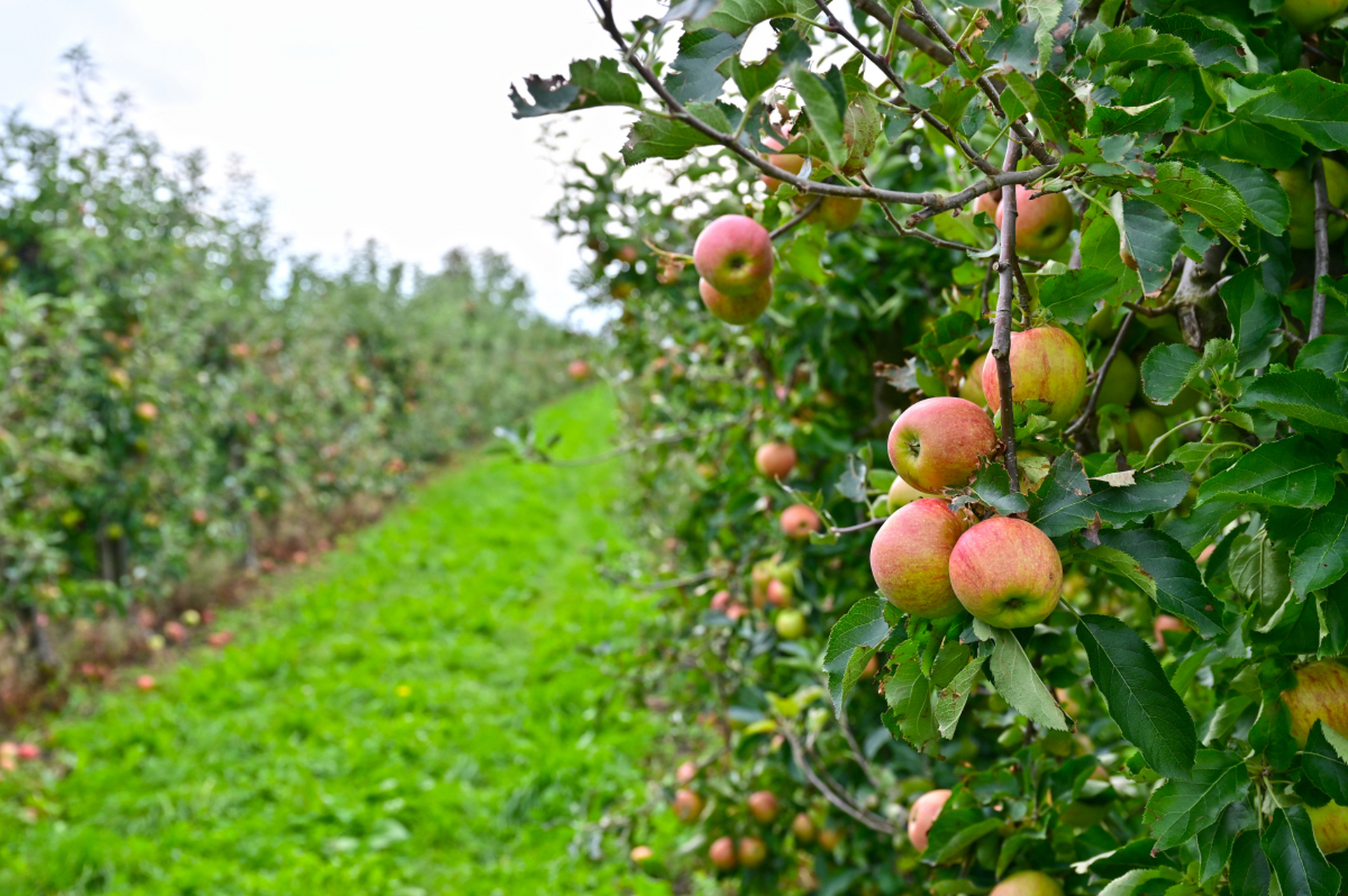 苹果树产量不均?别担心!揭秘大小年背后的营养失衡真相
