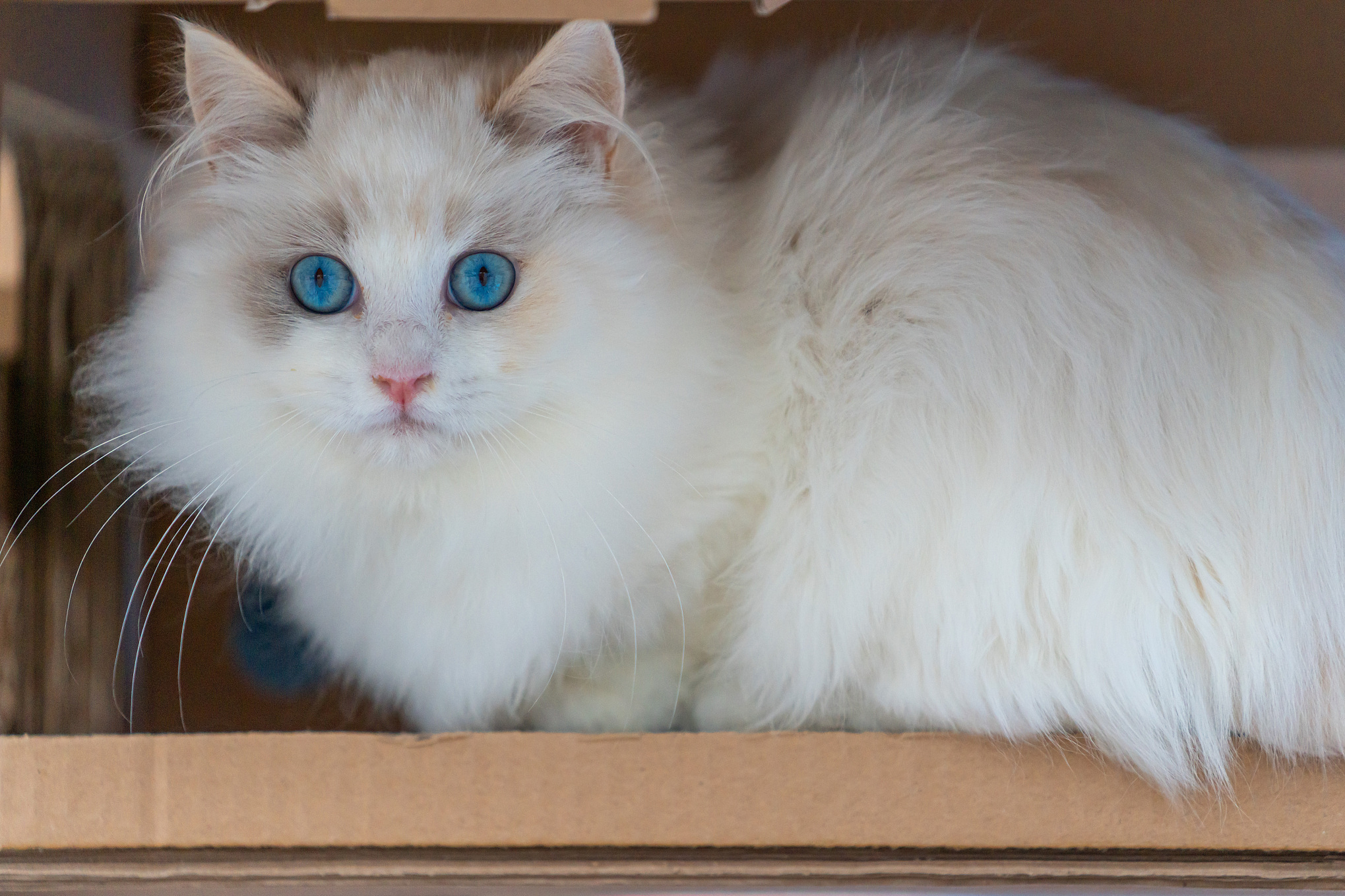 [原文:布偶猫的温柔拱头:背后情.