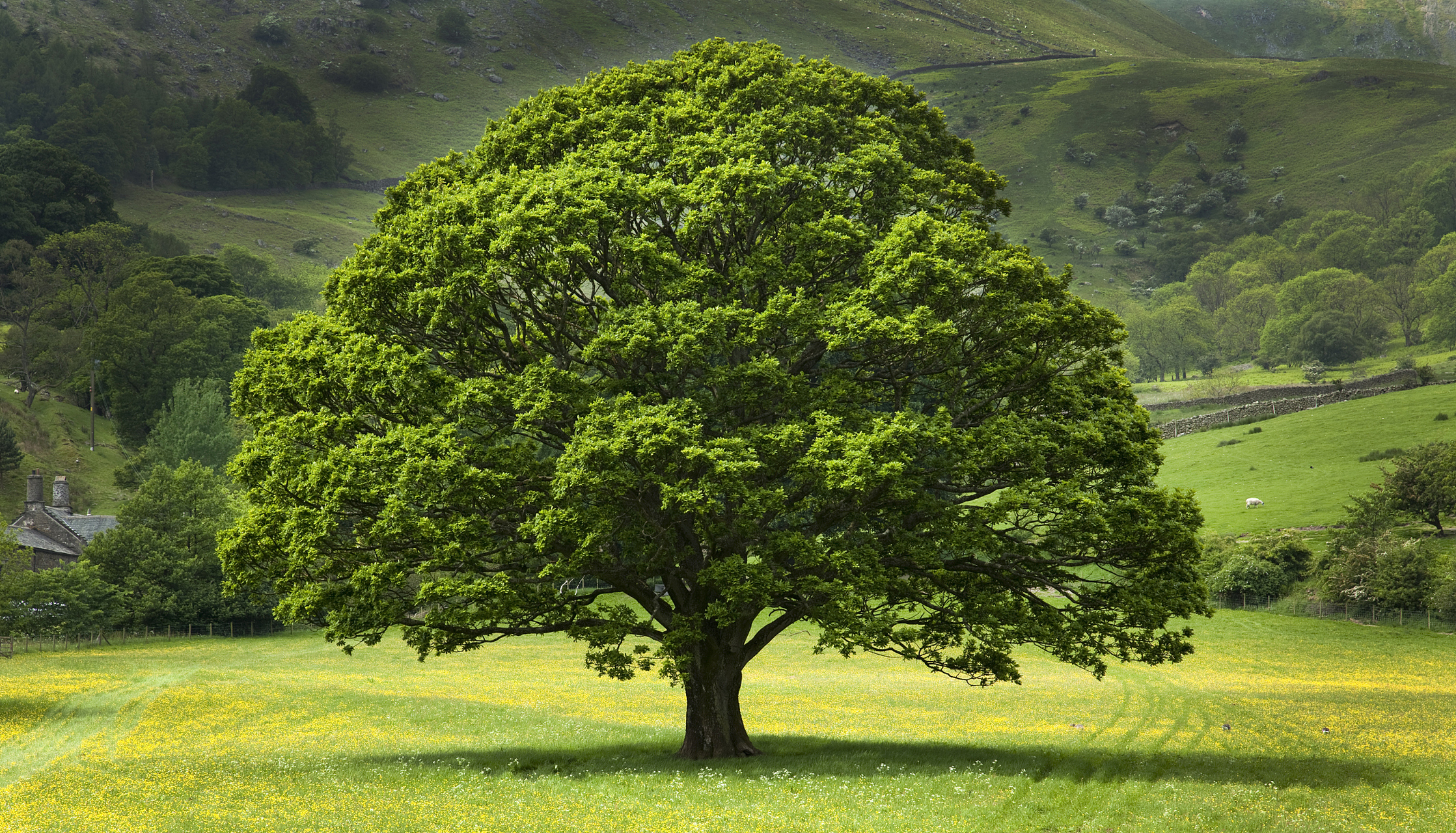 橡树年轮分析显示,过去20年欧洲遭遇两千多年来最严重干旱期!