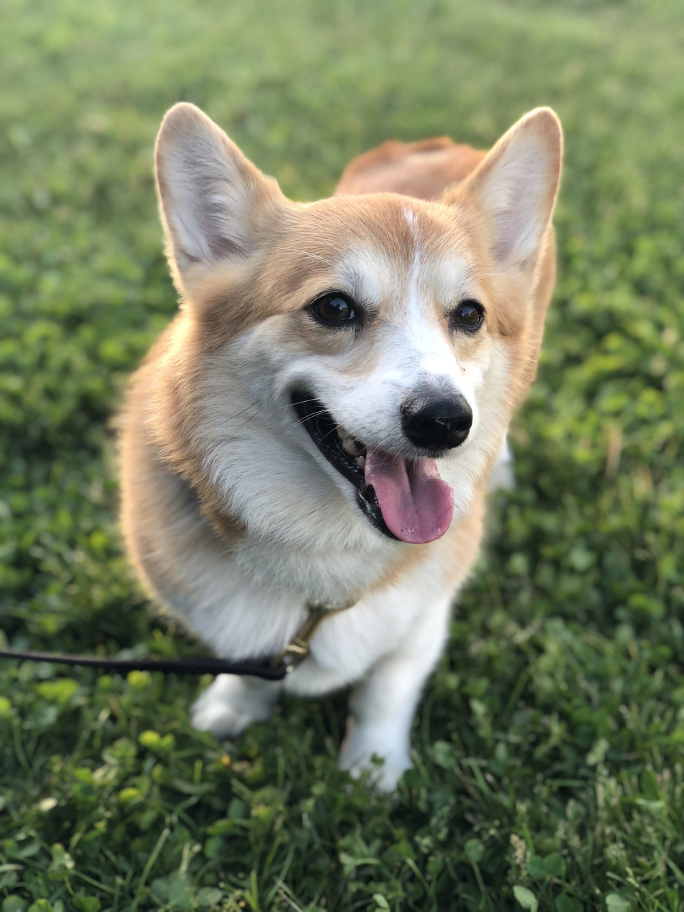 想要挑选一只血统纯正的柯基,关键就是要看以下这几点, 1,先看腿:柯基