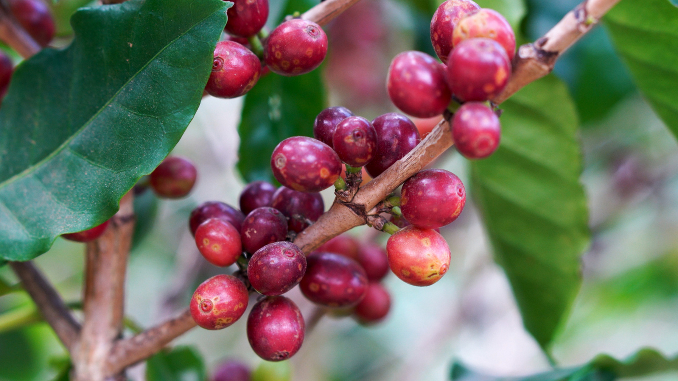 赤楠为名贵盆景植物,具有观赏,食用,药用价值,寓意美好.