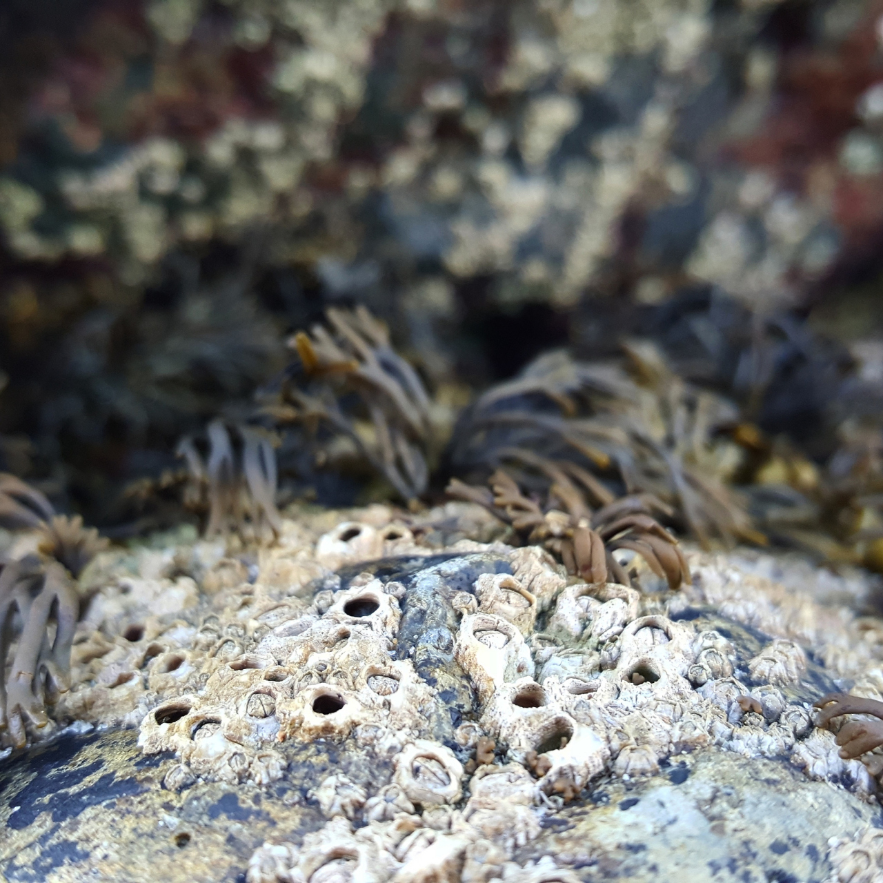 藤壶是小型节肢动物,通常附着在坚硬的表面上,例如岩石,船体,甚至海洋