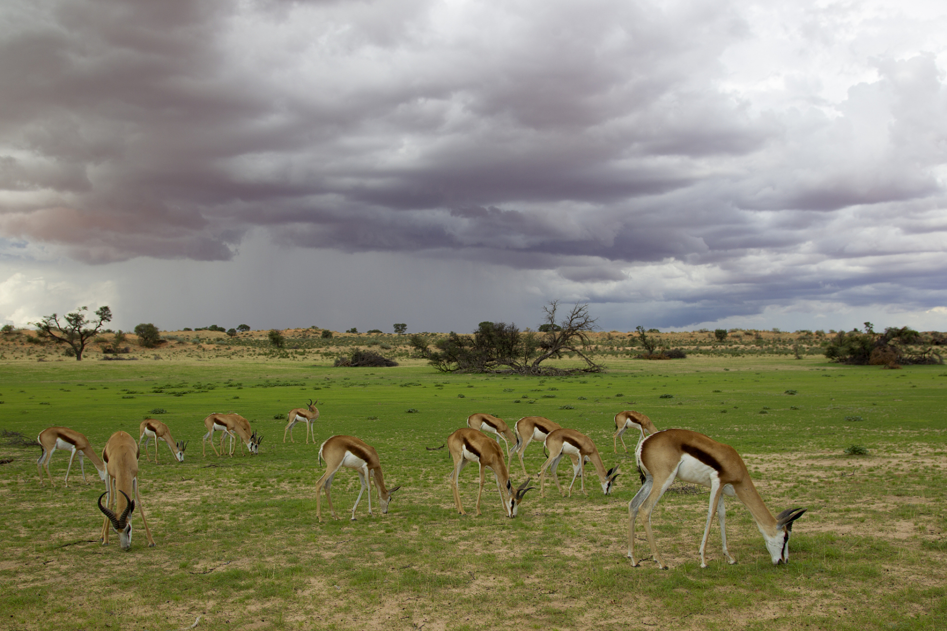 塞伦盖蒂国家公园是坐落在坦桑尼亚的一个著名的野生动物保护区.