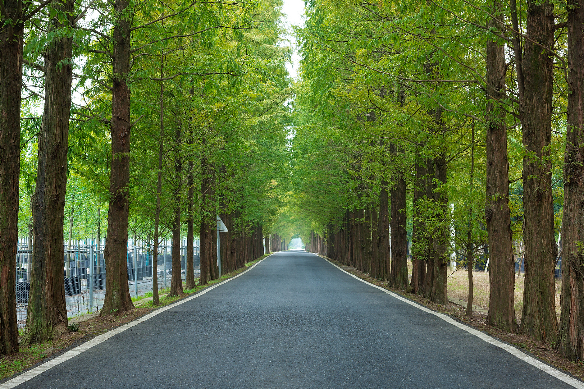 东风路1号,就是这美丽的水杉路的地址.不