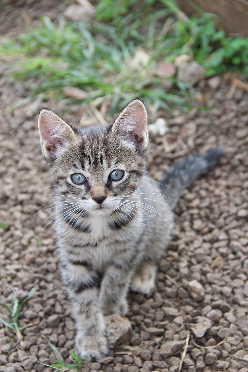 中华田园猫有哪几种?