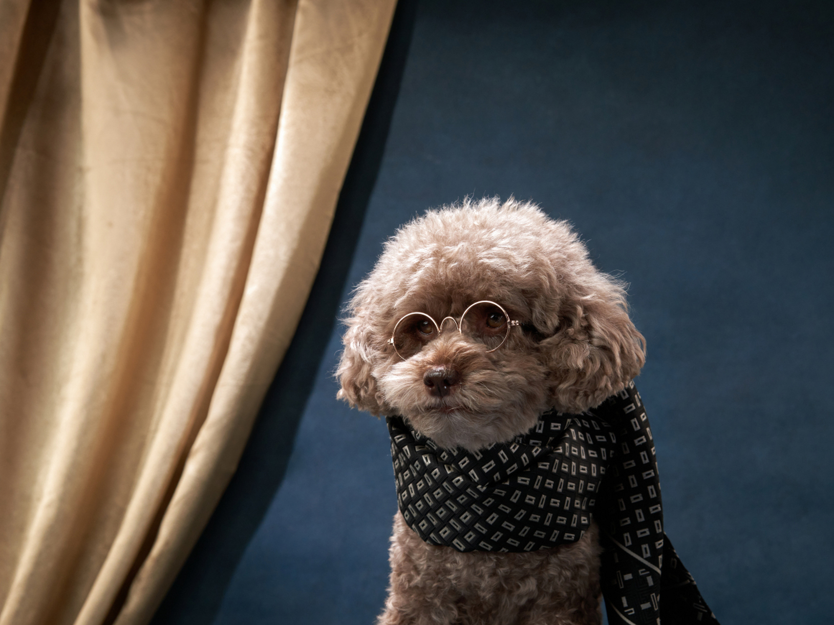 贵宾起源于欧洲,被视为皇家和贵族的宠物,而泰迪则更像是一个时代的