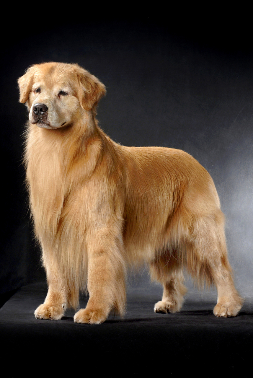 以下是十大最聪明的犬品种: 1. 边境牧羊犬 2. 德国牧羊犬 3.