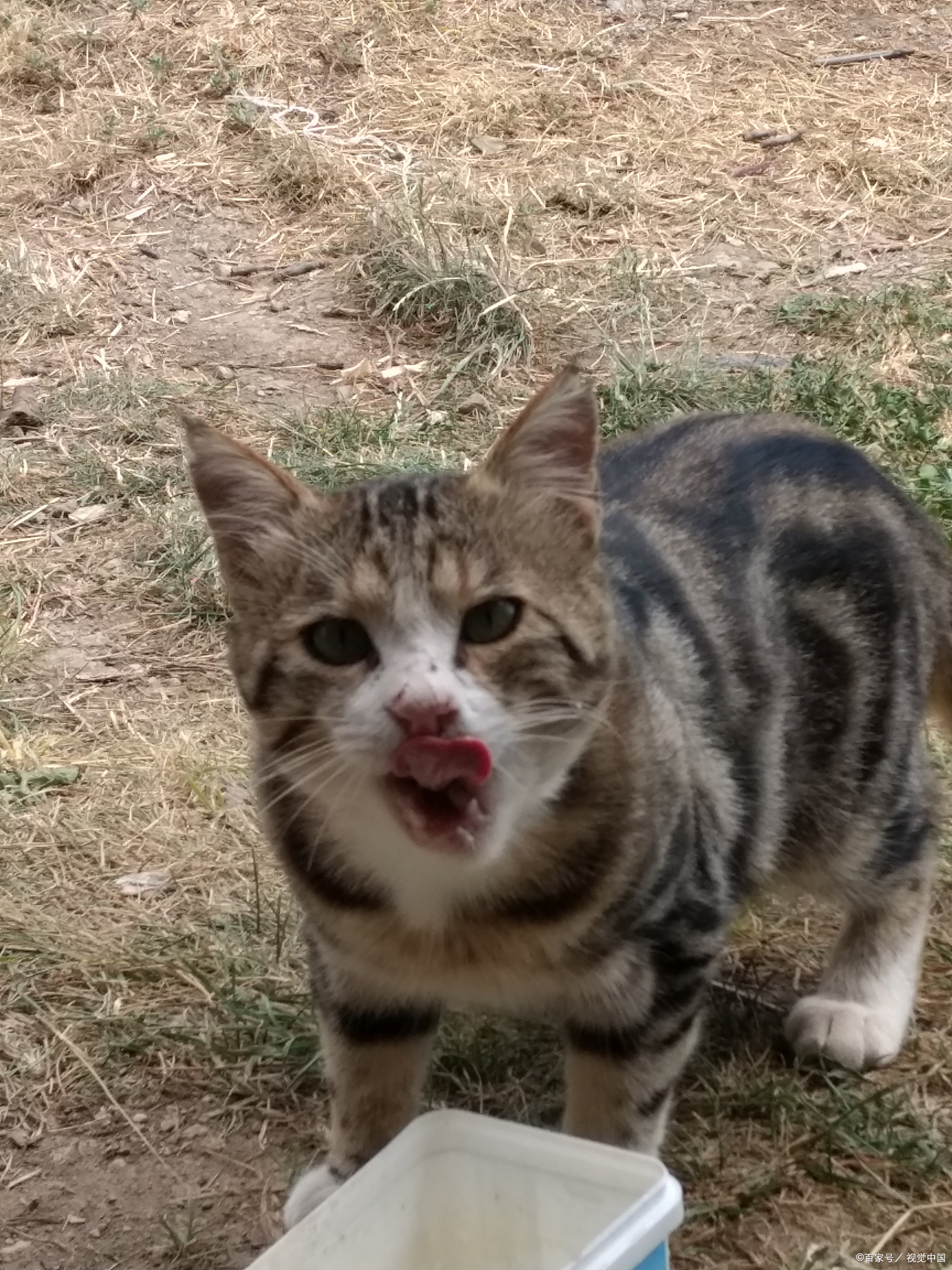 土猫的样子长大后图片