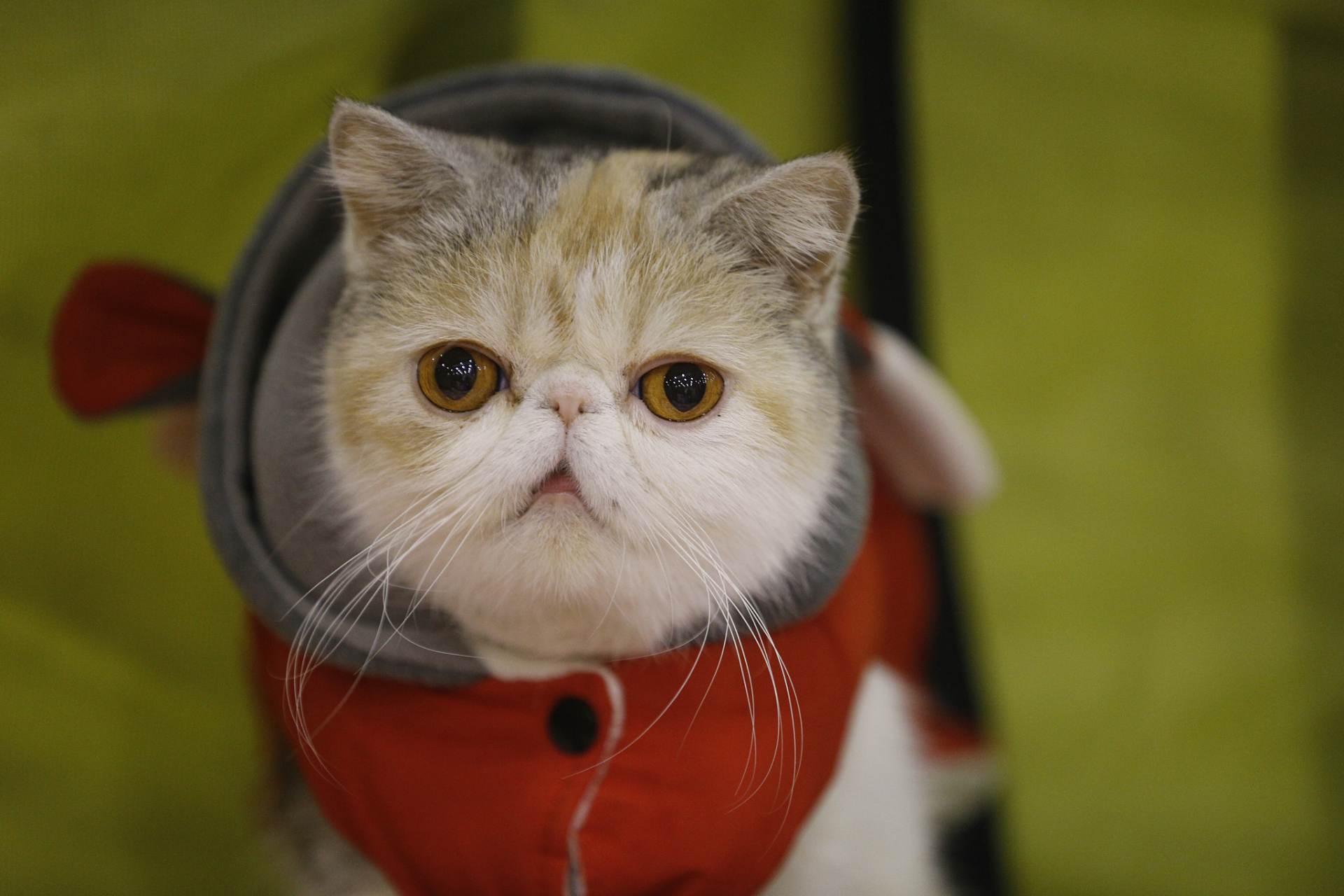 品相好的加菲猫价格更高,幼猫价格通常高于成猫.