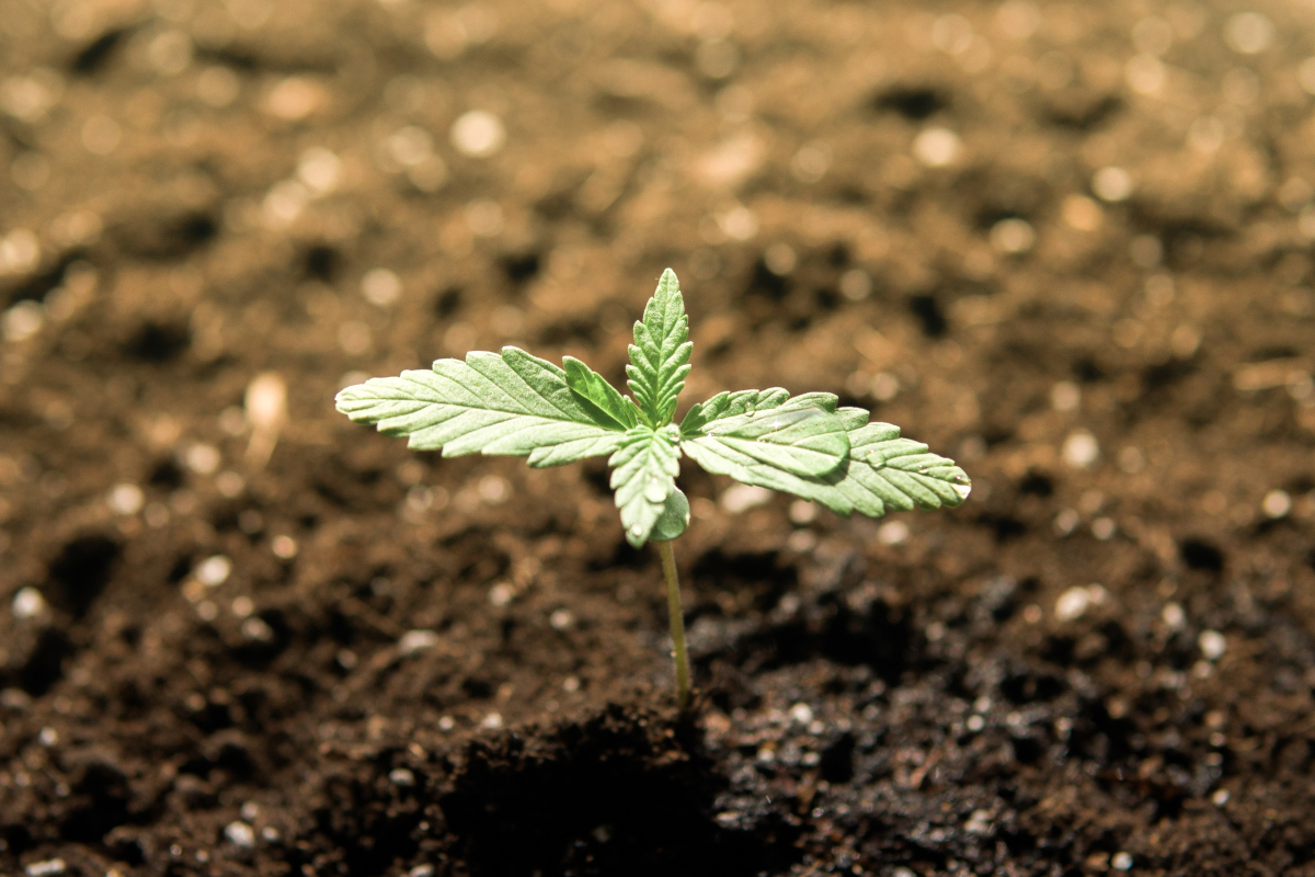 Pyrrole weeds | Shaanxi BLOOM Tech Co., Ltd Pyrrole weeds | Shaanxi BLOOM Tech Co., Ltd