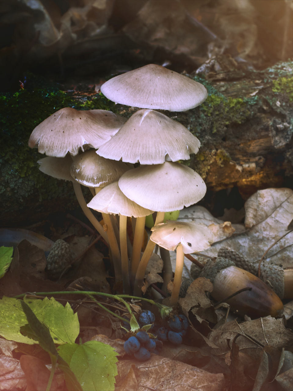 960_1280竖版 竖屏