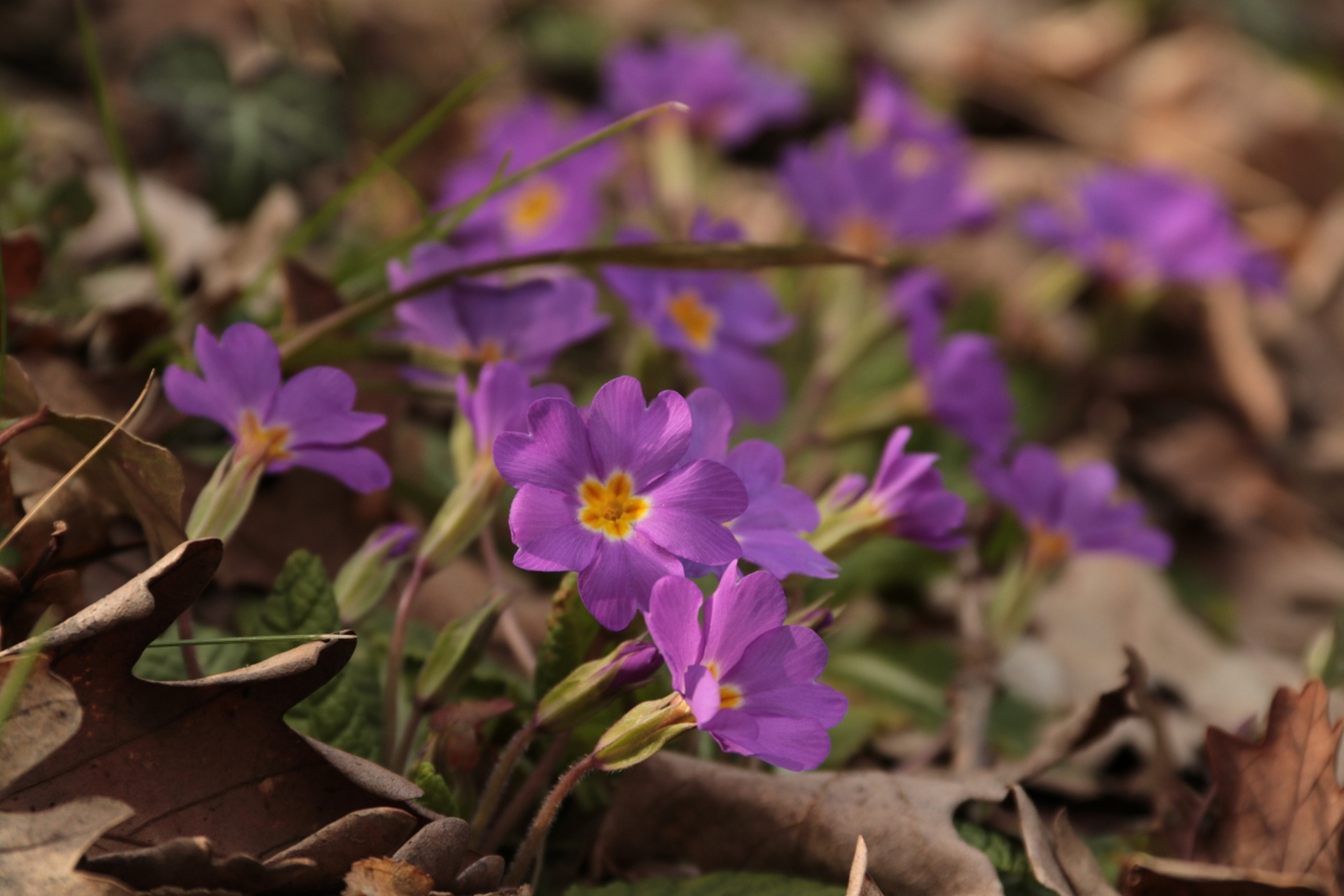 报春花,别名"樱草","紫丁香花"等,为报春花科报春花属二年生草本植物.