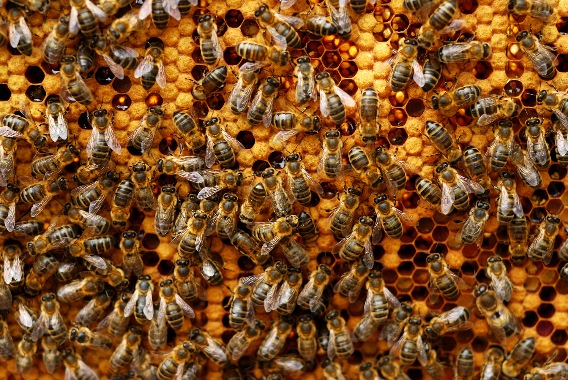 蜜蜂是营造群体生活的昆虫,蜂群就是群体的单位.