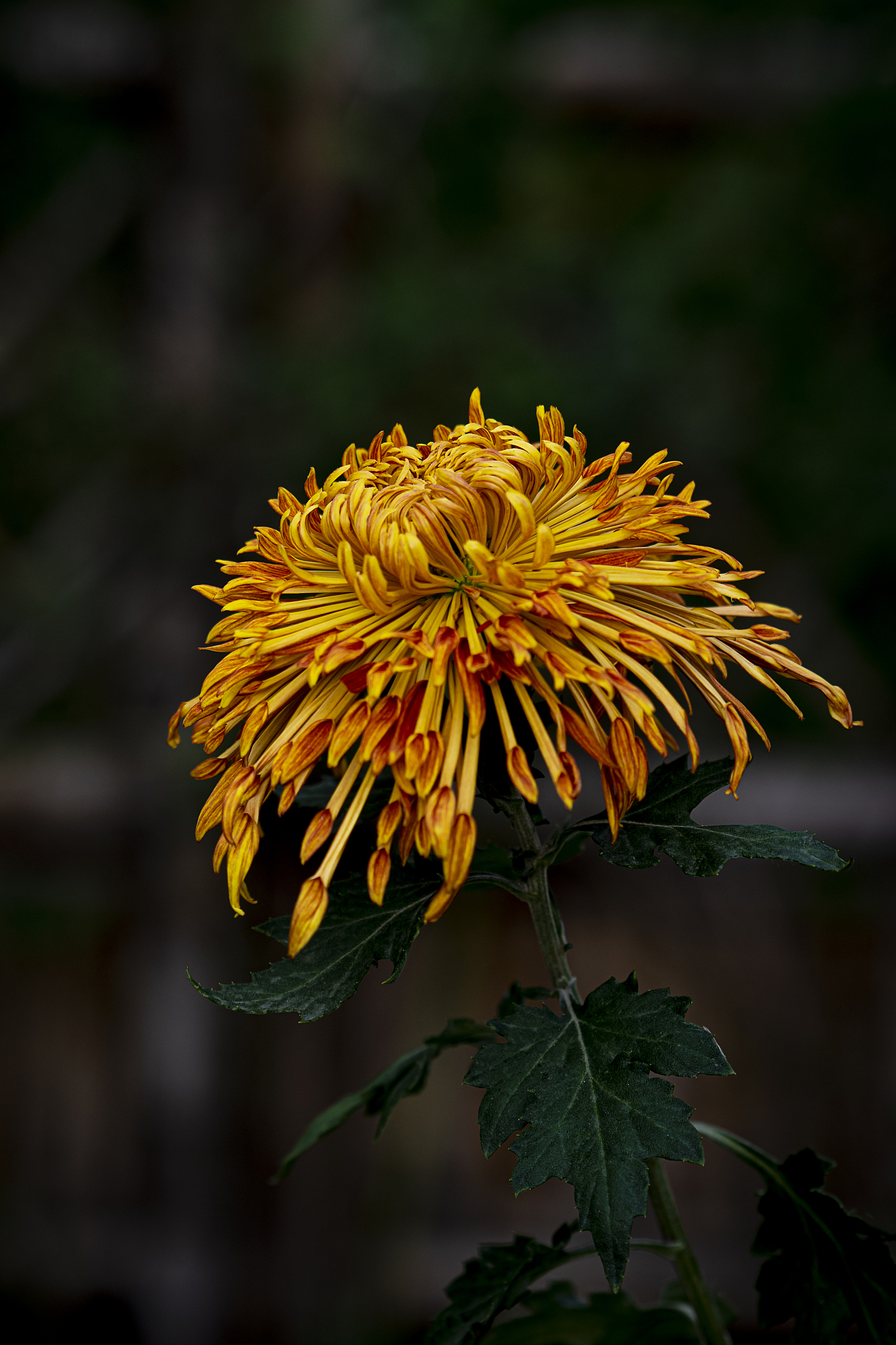 诗意菊花香满怀