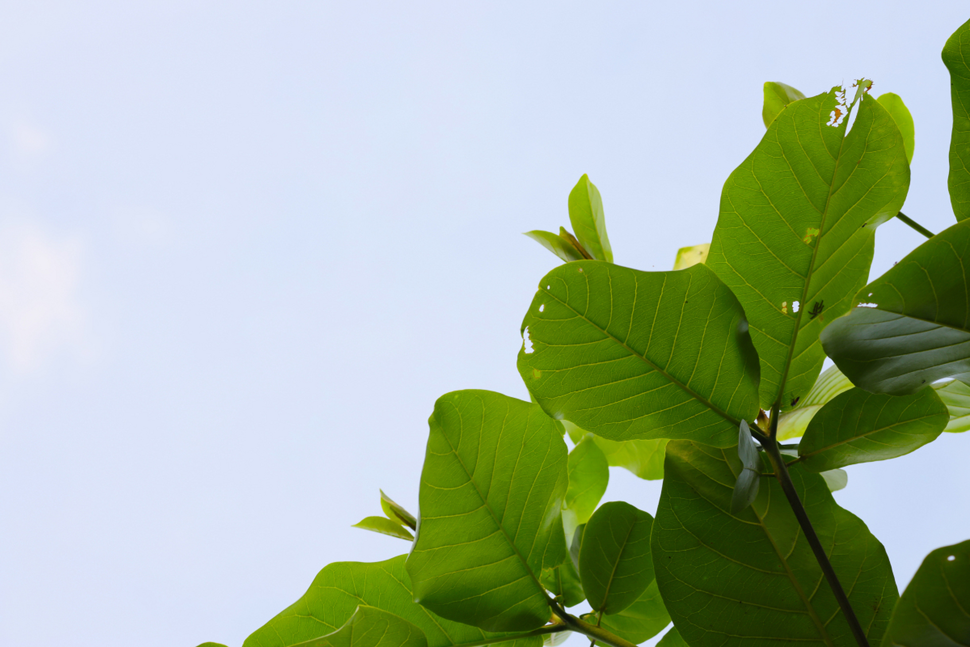 [原文:绿色背景图的寓意与启示]