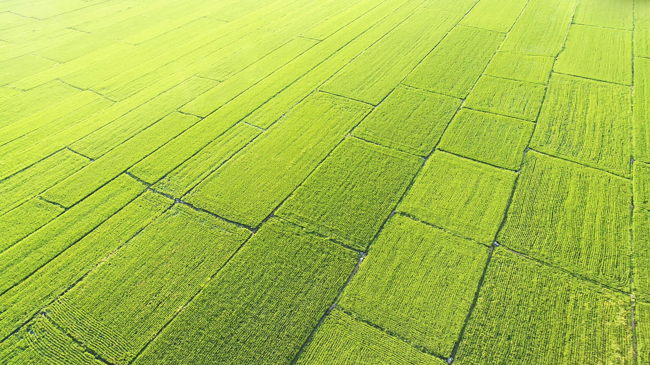 国家大力补助高标准农田建设,确保农业持续发展和粮食安全!