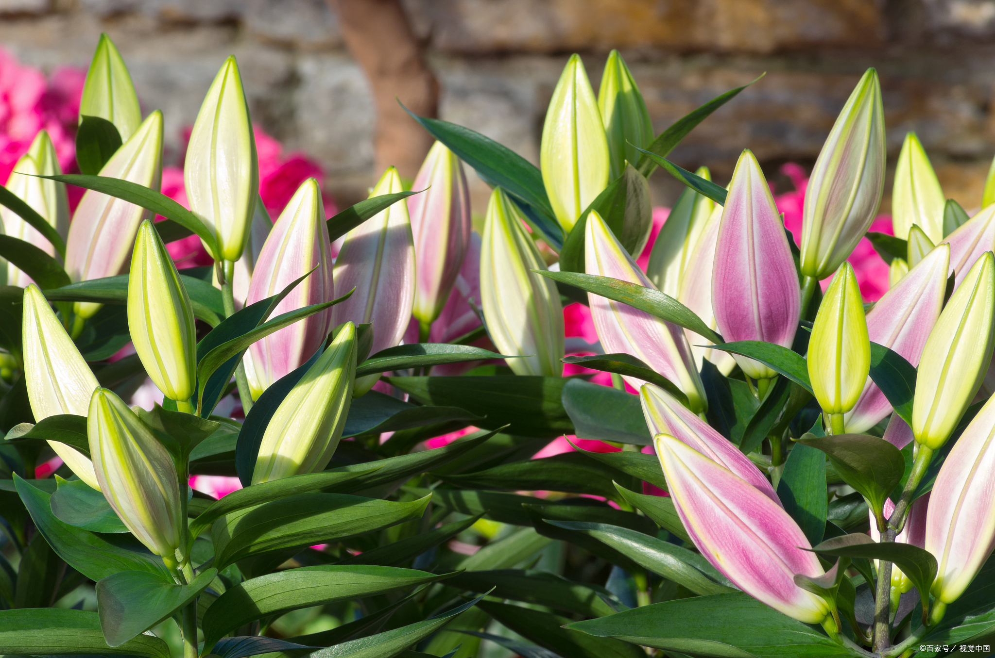 百合科植物百合花:家中养植的益处与注意事项