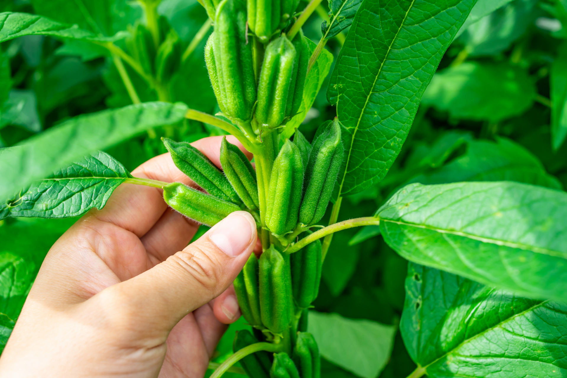 芝麻种植需注意选址,施肥,防治病虫害,浇水,及时收获等方面,以取得