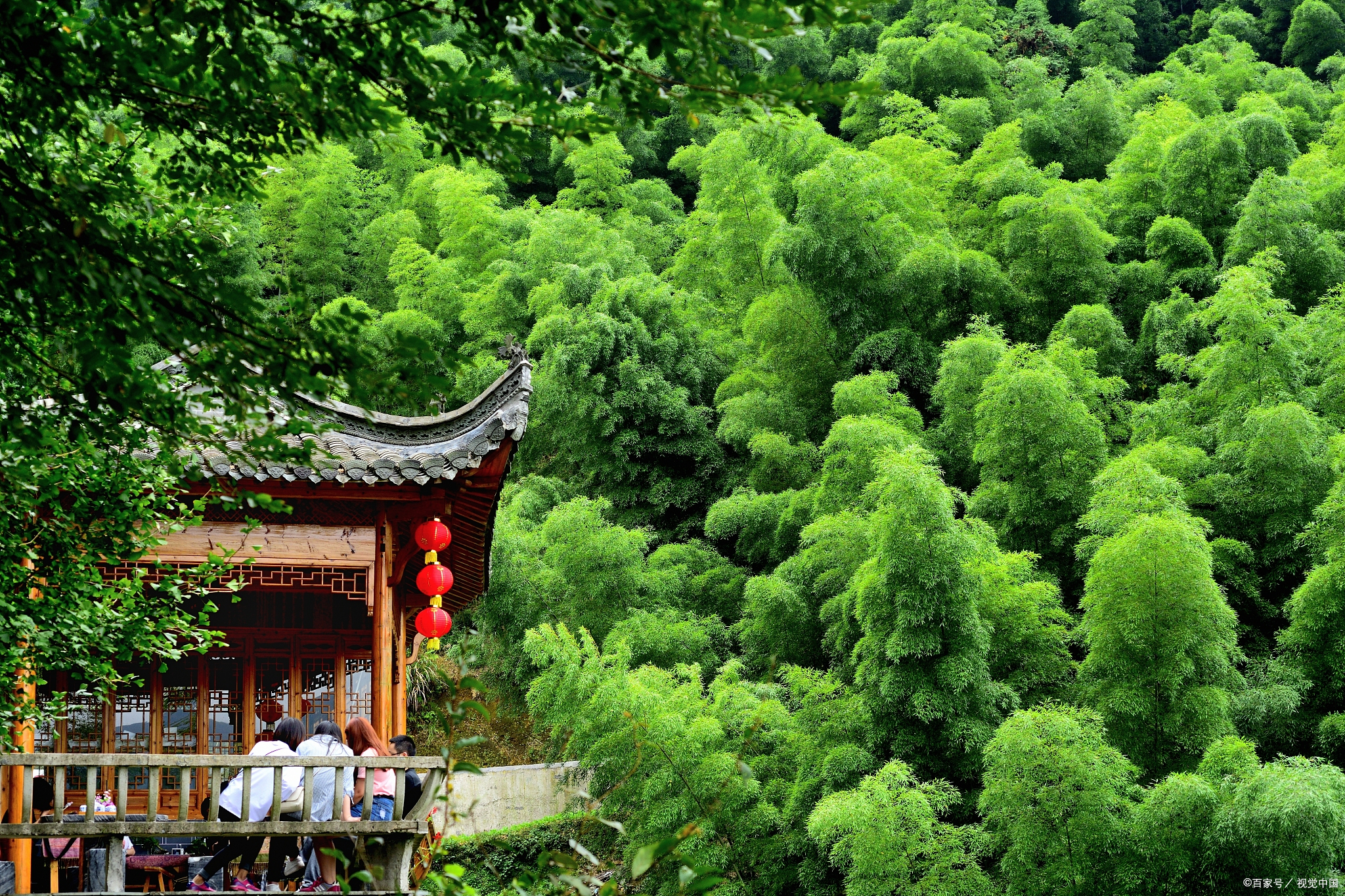 苏州玉屏山竹林摄影,绿色秘境拍片,清新超出片!