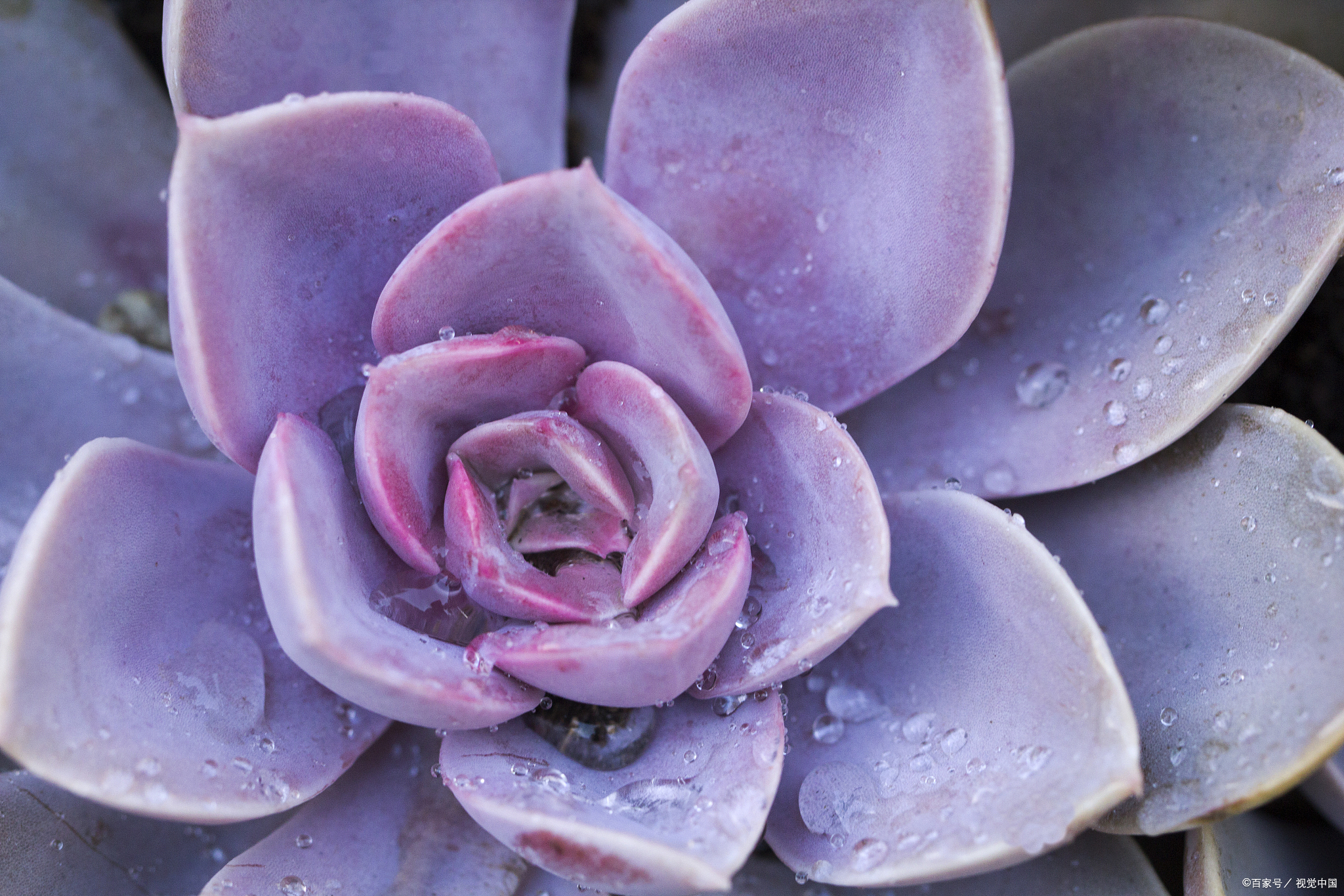 寻找百度ai写手计划# 十大最漂亮的多肉植物  1 紫珍珠:紫珍珠是度忖