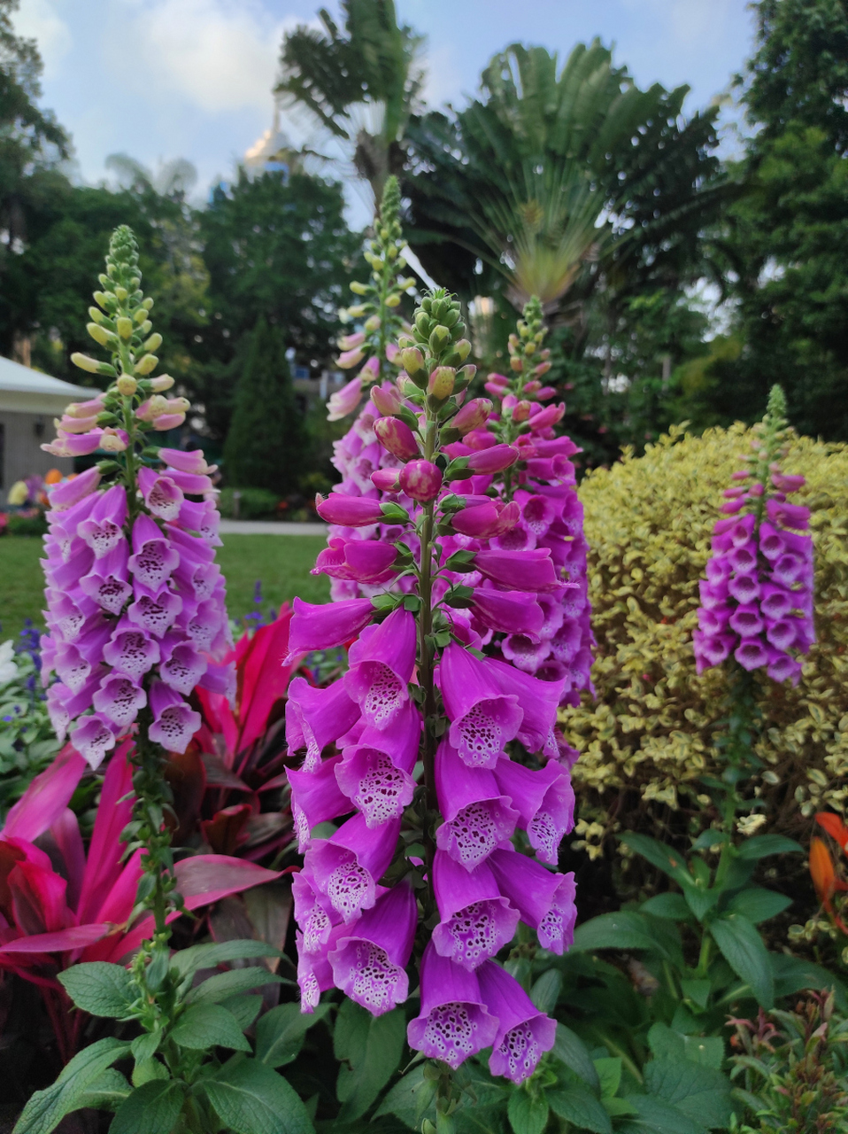 鸟尾花#  鸟尾花,又称为乌尾花,燕子花,是一种美丽的花卉.