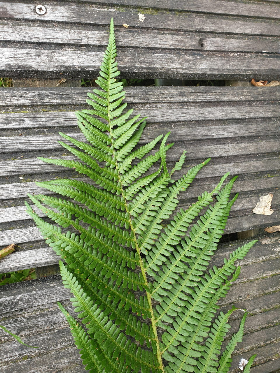 松叶蕨的功效与作用  松叶蕨又称松叶兰,铁刷把,石刷把等,为松叶蕨科