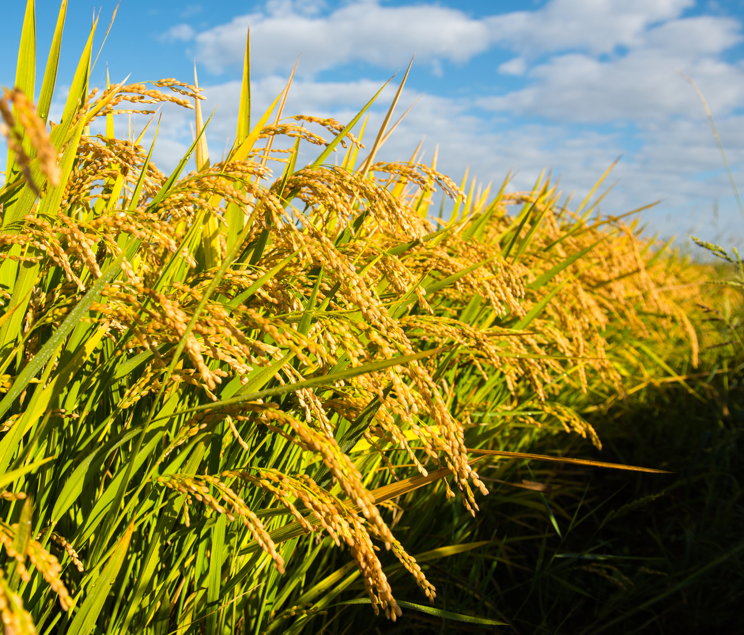 田野呈现出一片金灿灿的景象,非常壮观.