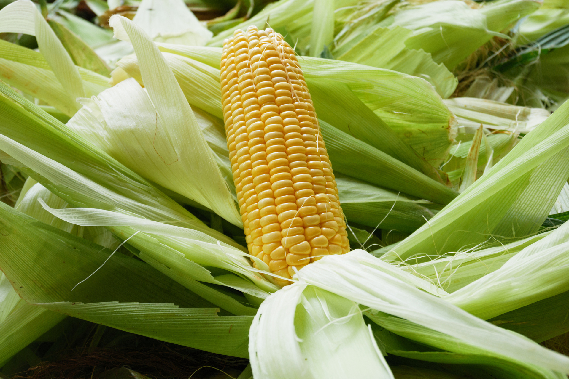 同事开车回去时,还带了一个大丝袋,打算多扒一些苞米放在冰柜里冻起来