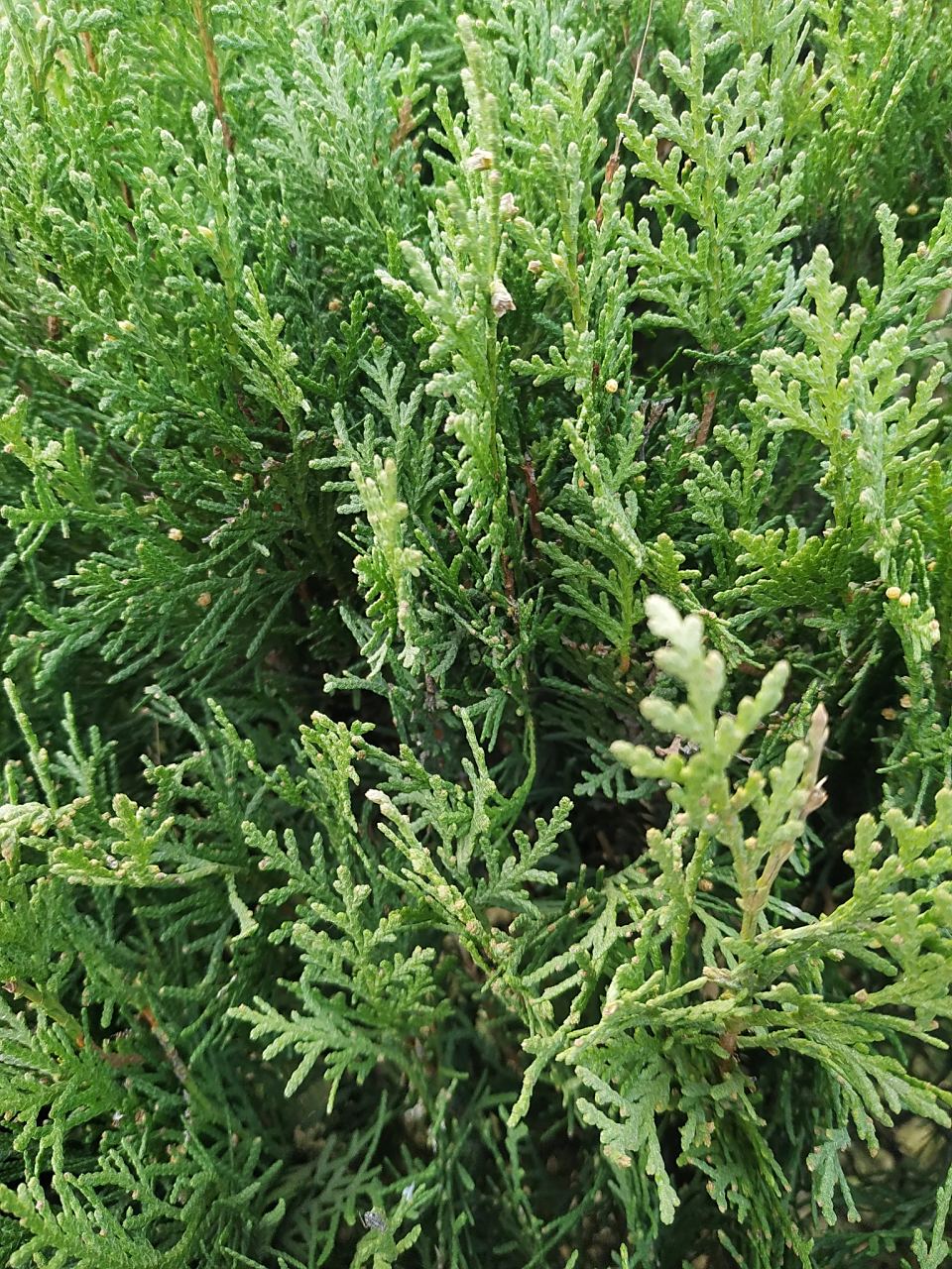 头发一天不洗就油 一味中药洗头好解决  侧柏叶,为