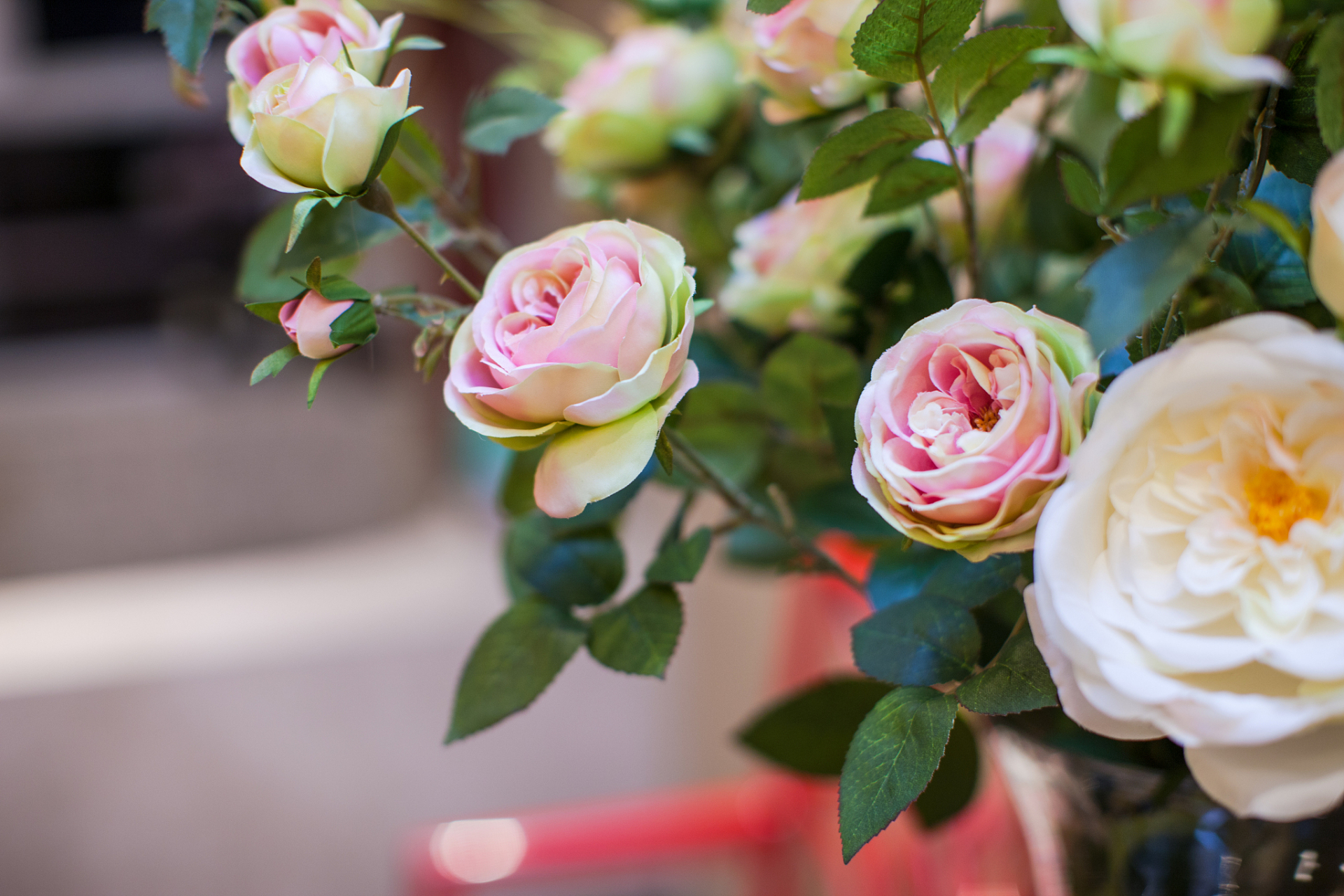 阳台花卉新星!果汁月季凭借鲜艳花色与芽变特性,绽放绚丽风采.