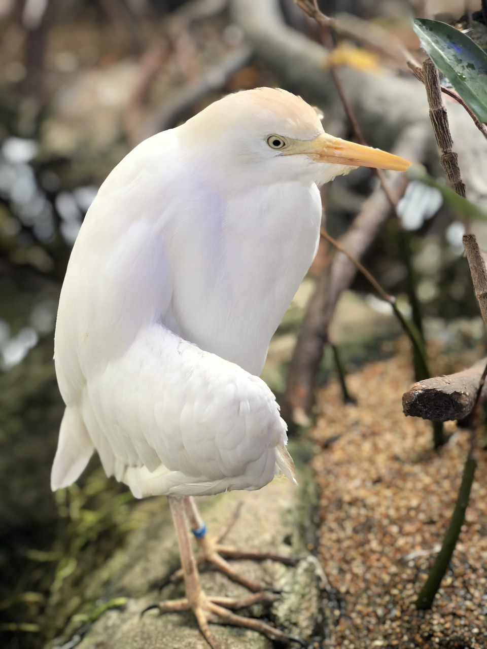 我下去捡那张习题纸,却发现那只白色的鸟,用两个金黄的爪子正好印在那