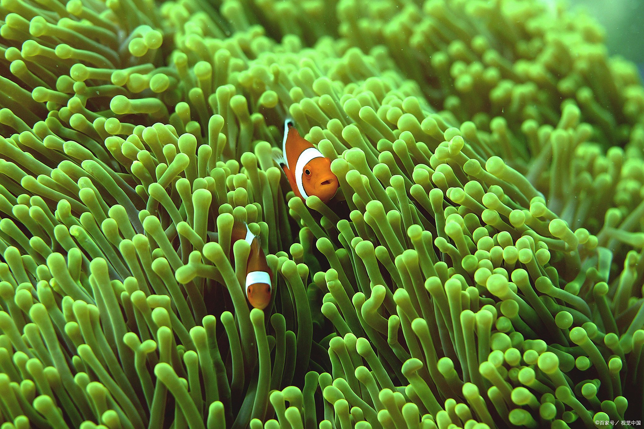 藻类,海底植物,甲壳类生物在这片区域共同演绎着一场自然