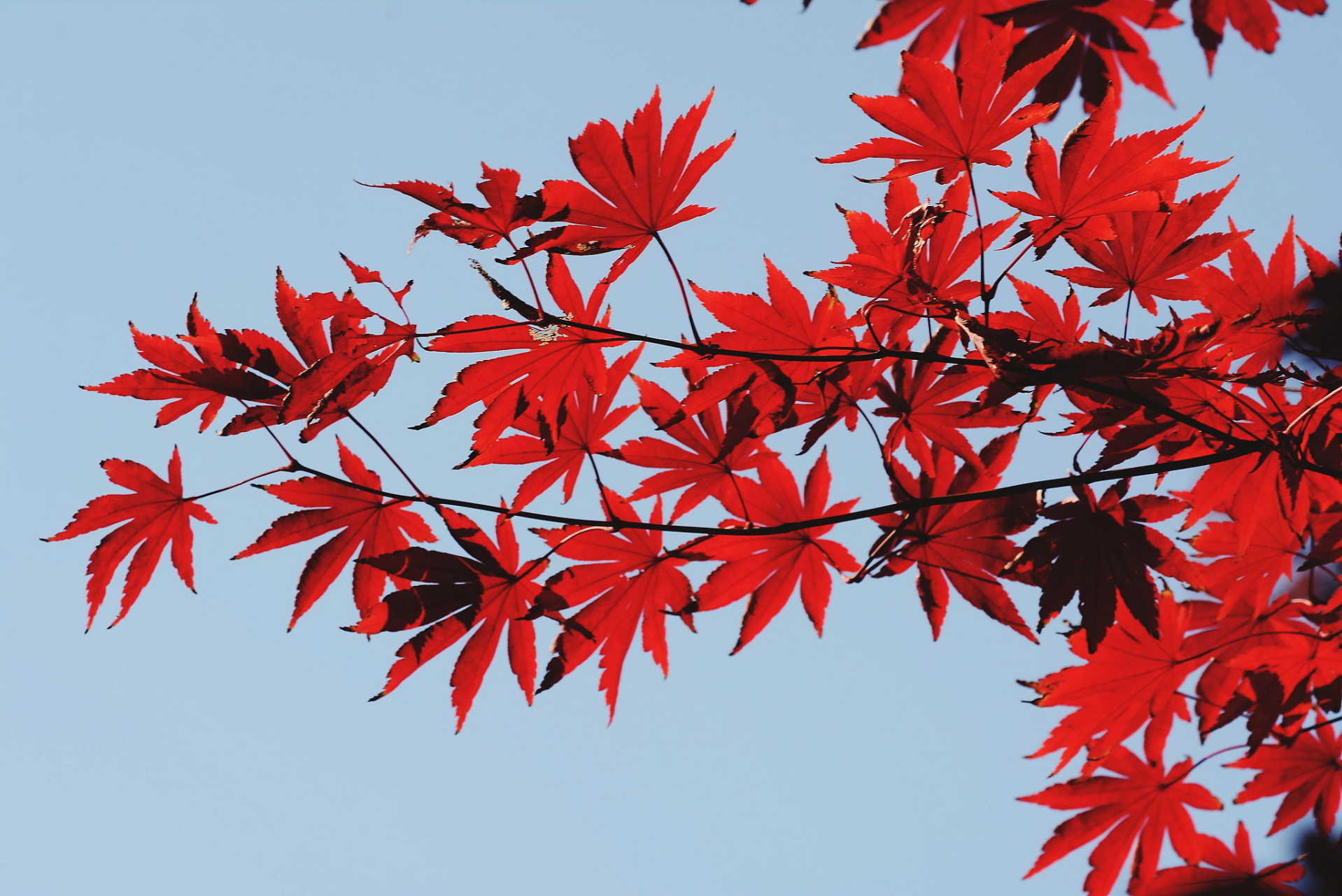 又到了枫叶变红,层林尽染的时节,叶红,叶落,世事一场大梦,人生几度