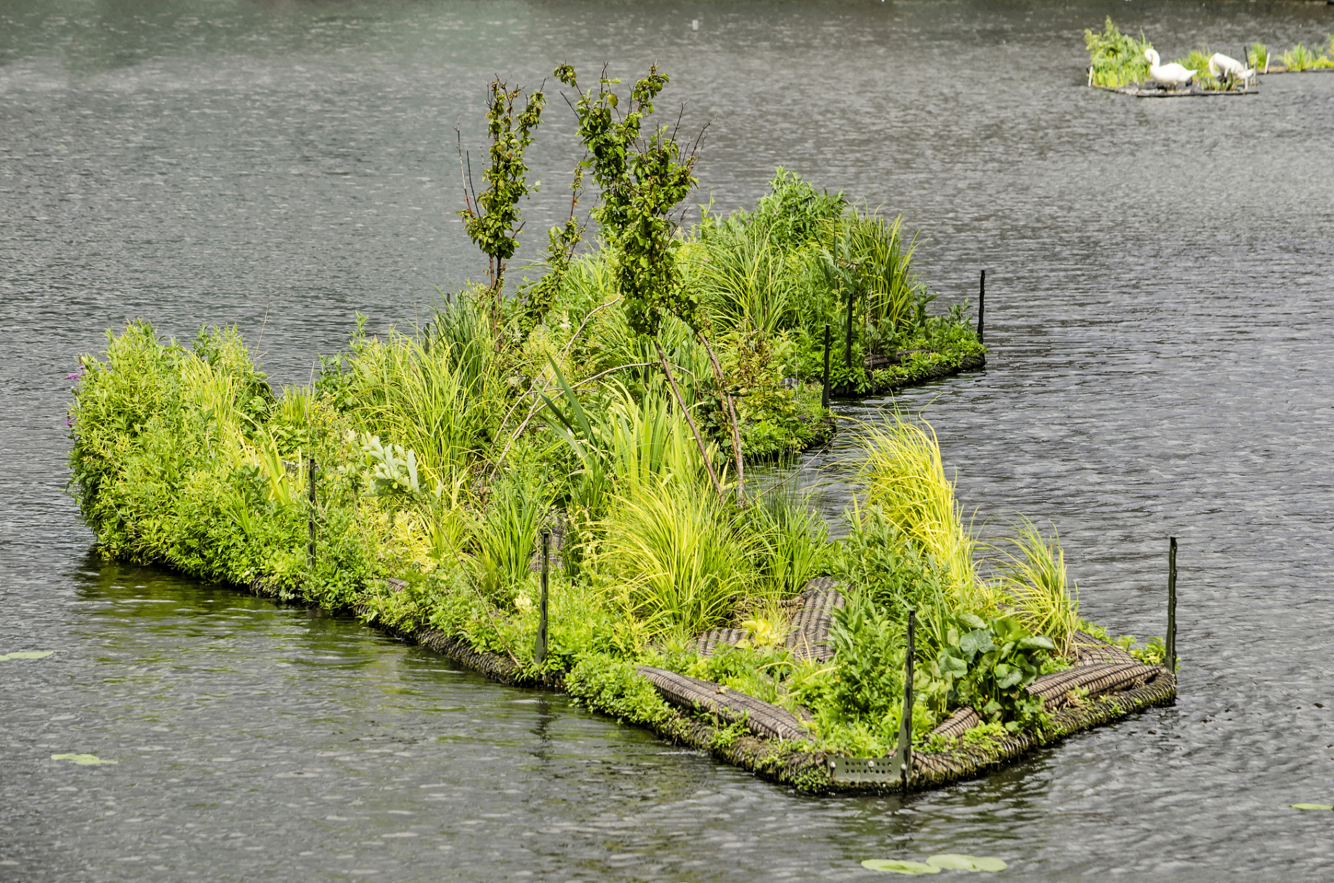 琳晨水生植物# 在生态浮岛上栽培植物非常的关键,因为植物生长特性较