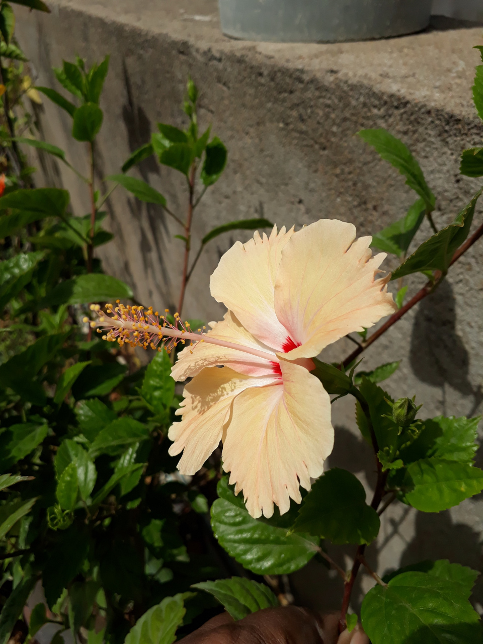 木菊花是庭院和花坛中的理想植物,喜欢充足的阳光和排水良好的沙质