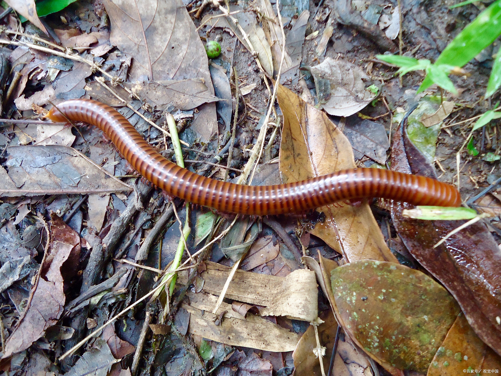 黑蚯蚓怎么养殖方法