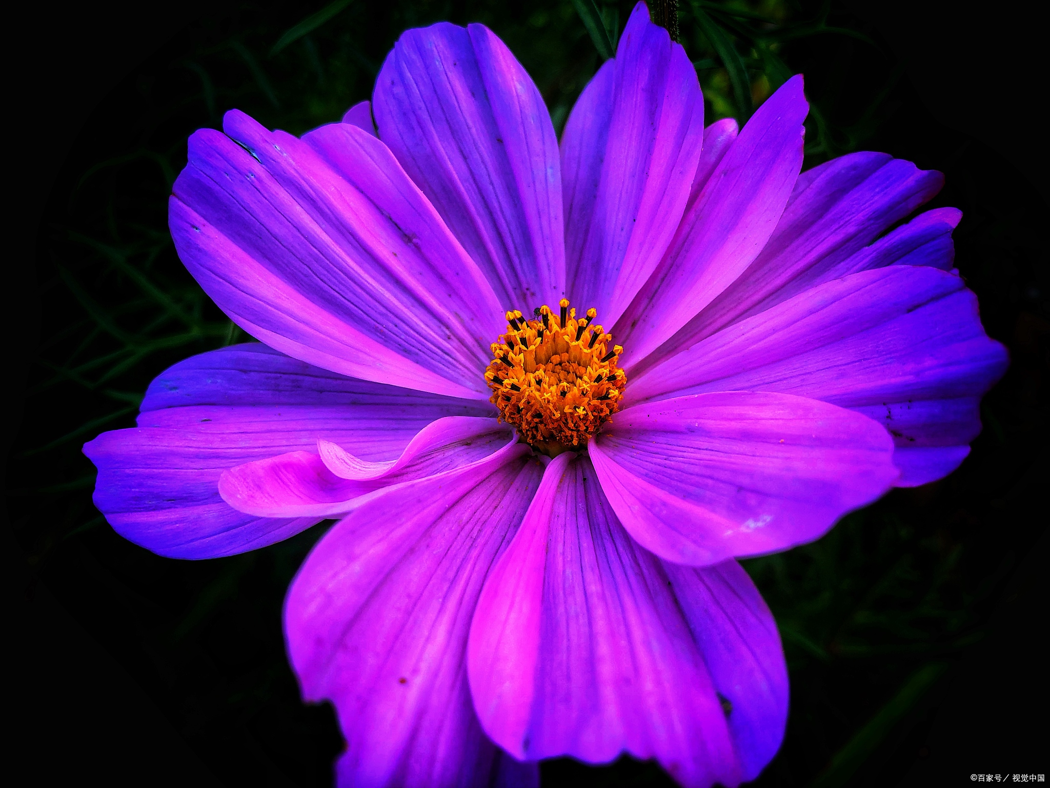 花谢花飞花满天于小彤图片