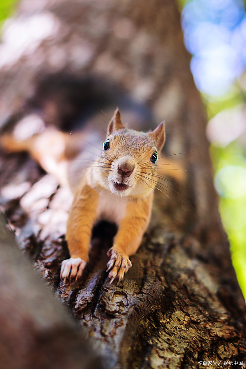 松鼠囤货大作战:冬天来了,吃货怎么办?