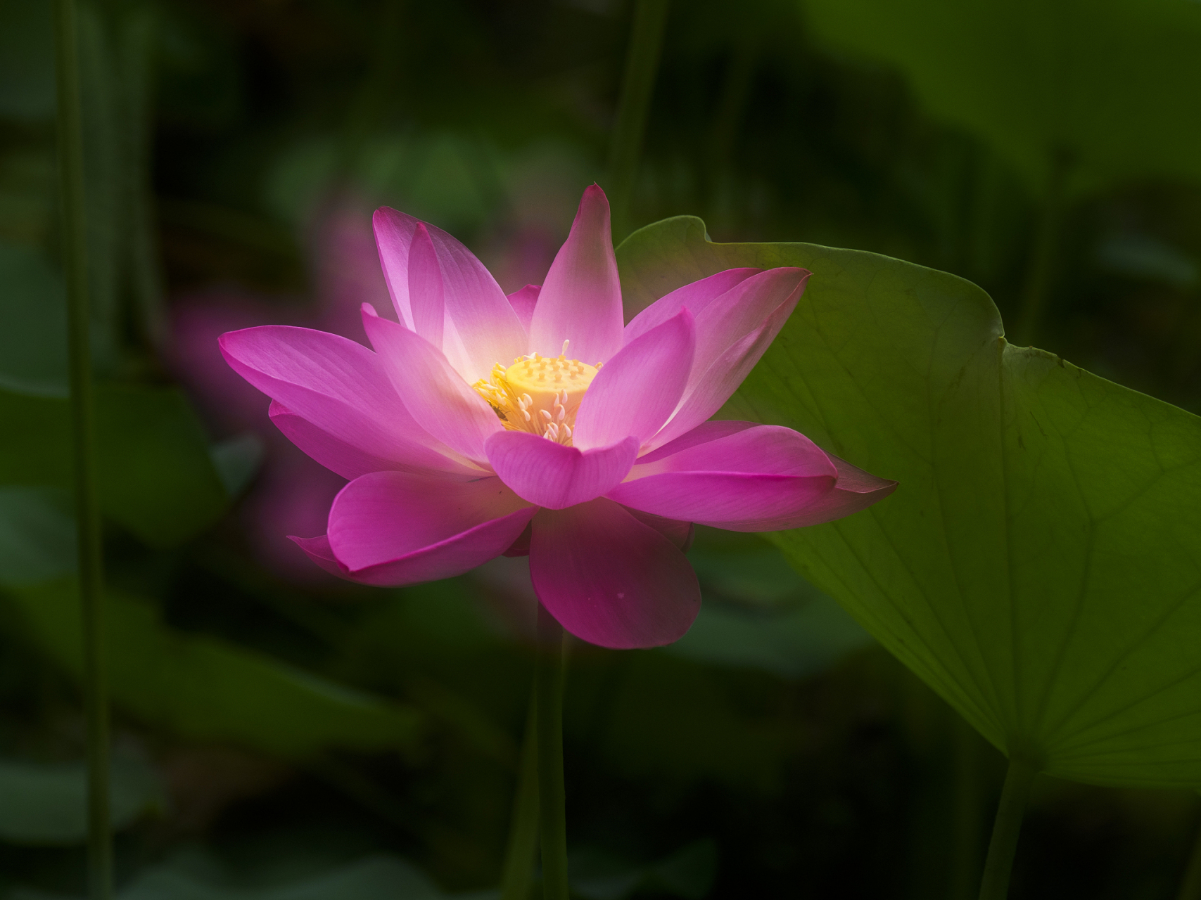 莲花跟荷花是不是同一种花,有什么区别,为什么佛教喜欢用莲花?
