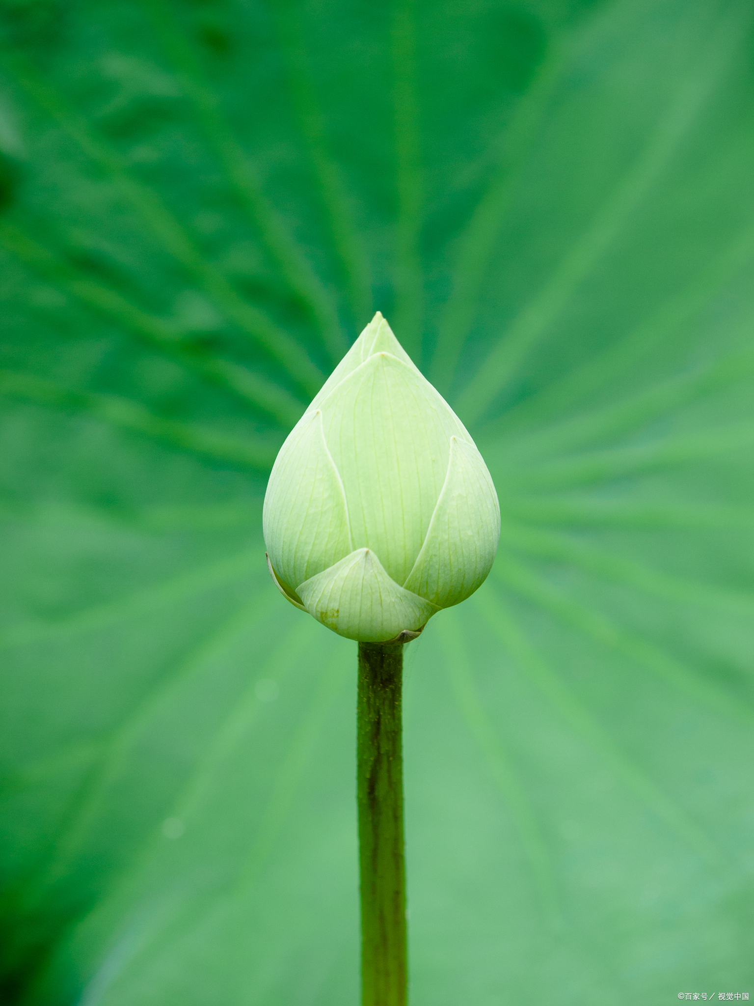 繁华无限的红尘人生, 我只想在名号的光明里, 安安
