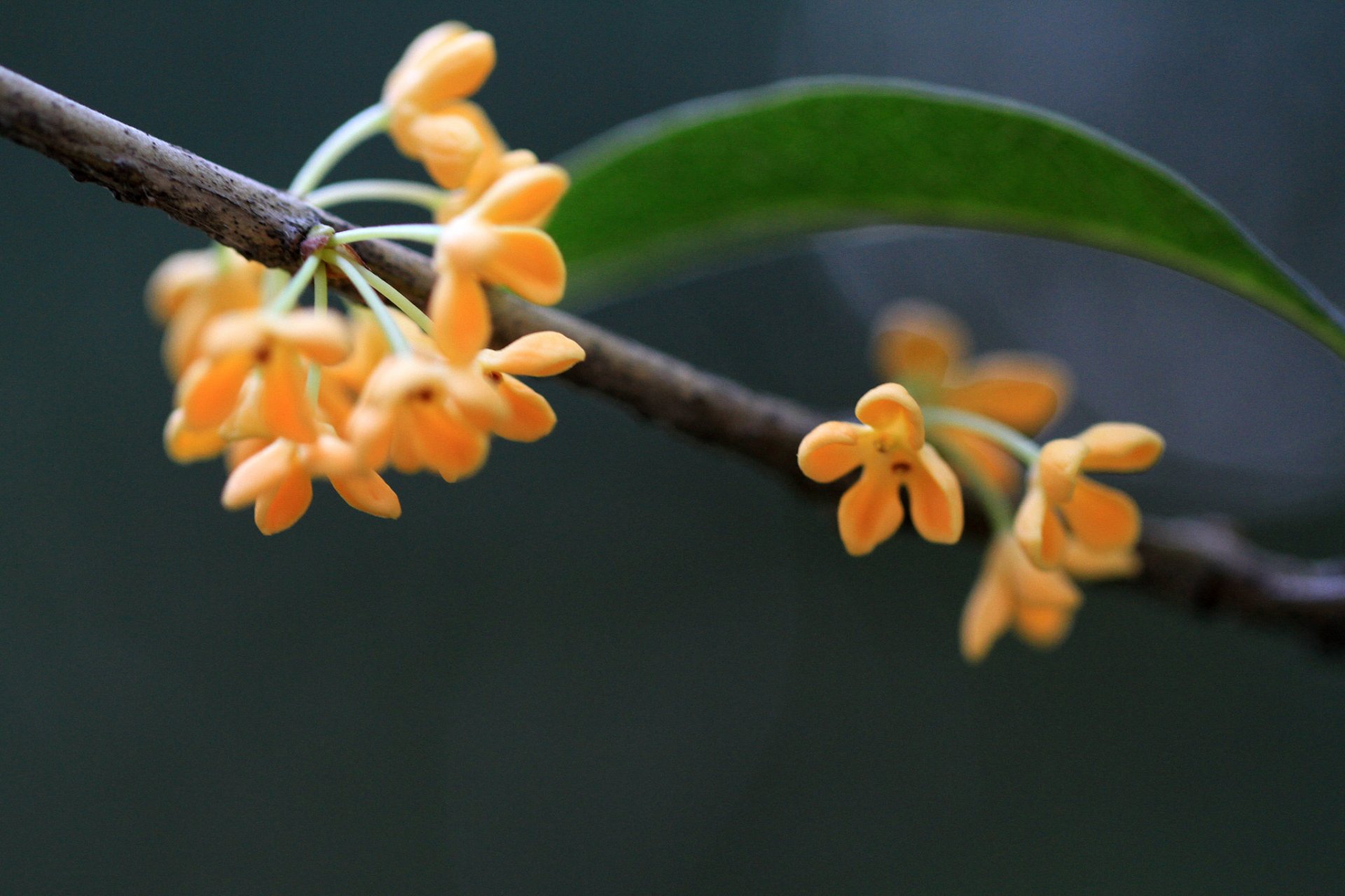 这首诗是一首典型的七言绝句,诗歌以秋风吹老桂花枝为意象,表达了