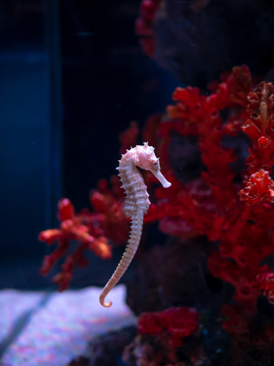 海马,这一奇特的海洋生物,主要栖息在热带和亚热带地区的海域之中.