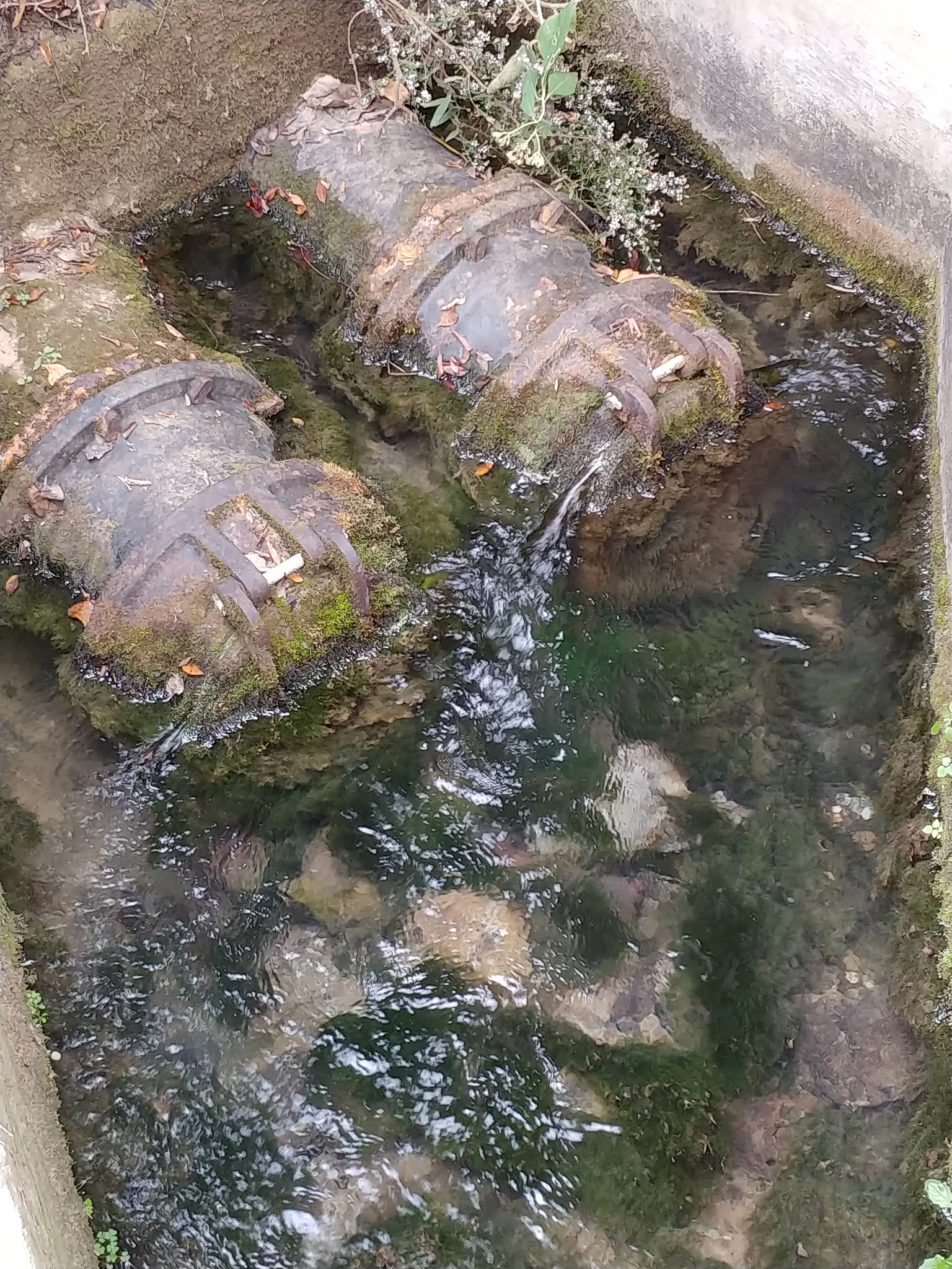 大鲵娃娃鱼 山彪 西南大山万奇异, 云雾缭绕险峰奇