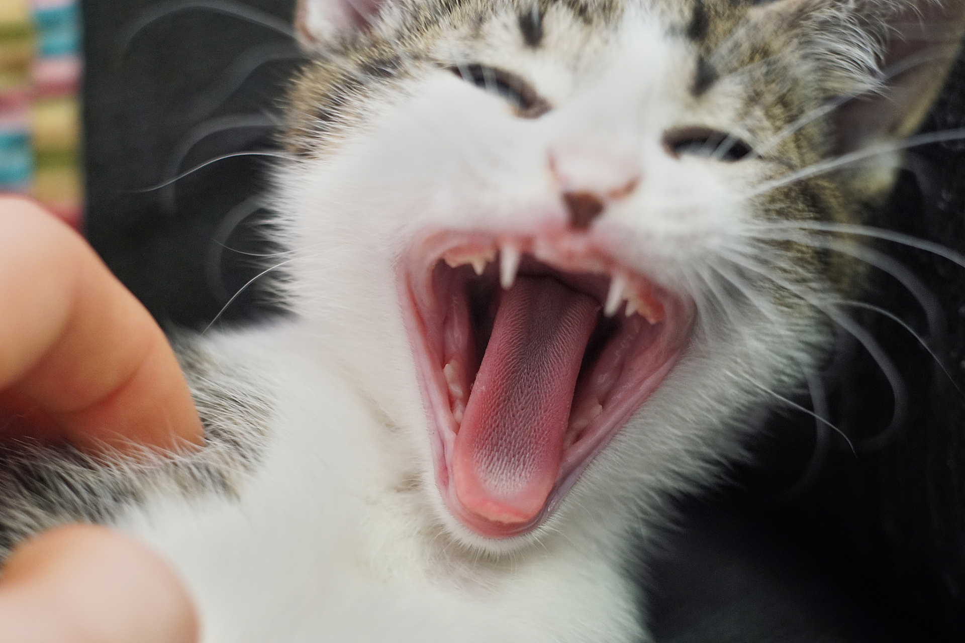 摘要:猫咪的虎牙不仅美观,其露出程度还与行为,生理和心理状态相关