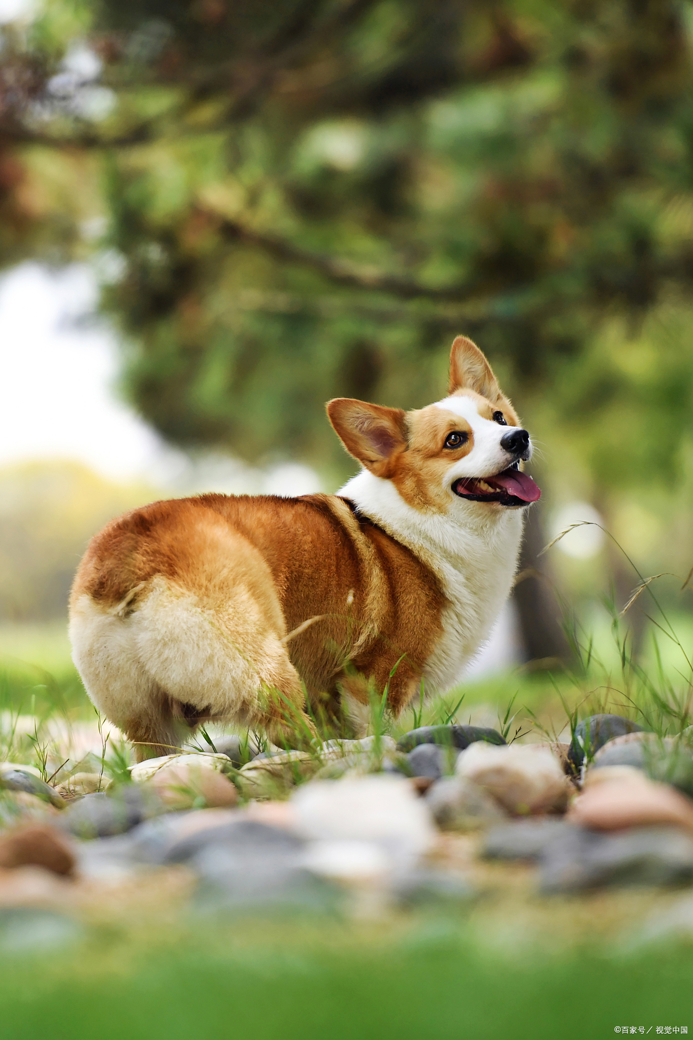 柯基犬不断尾图片图片