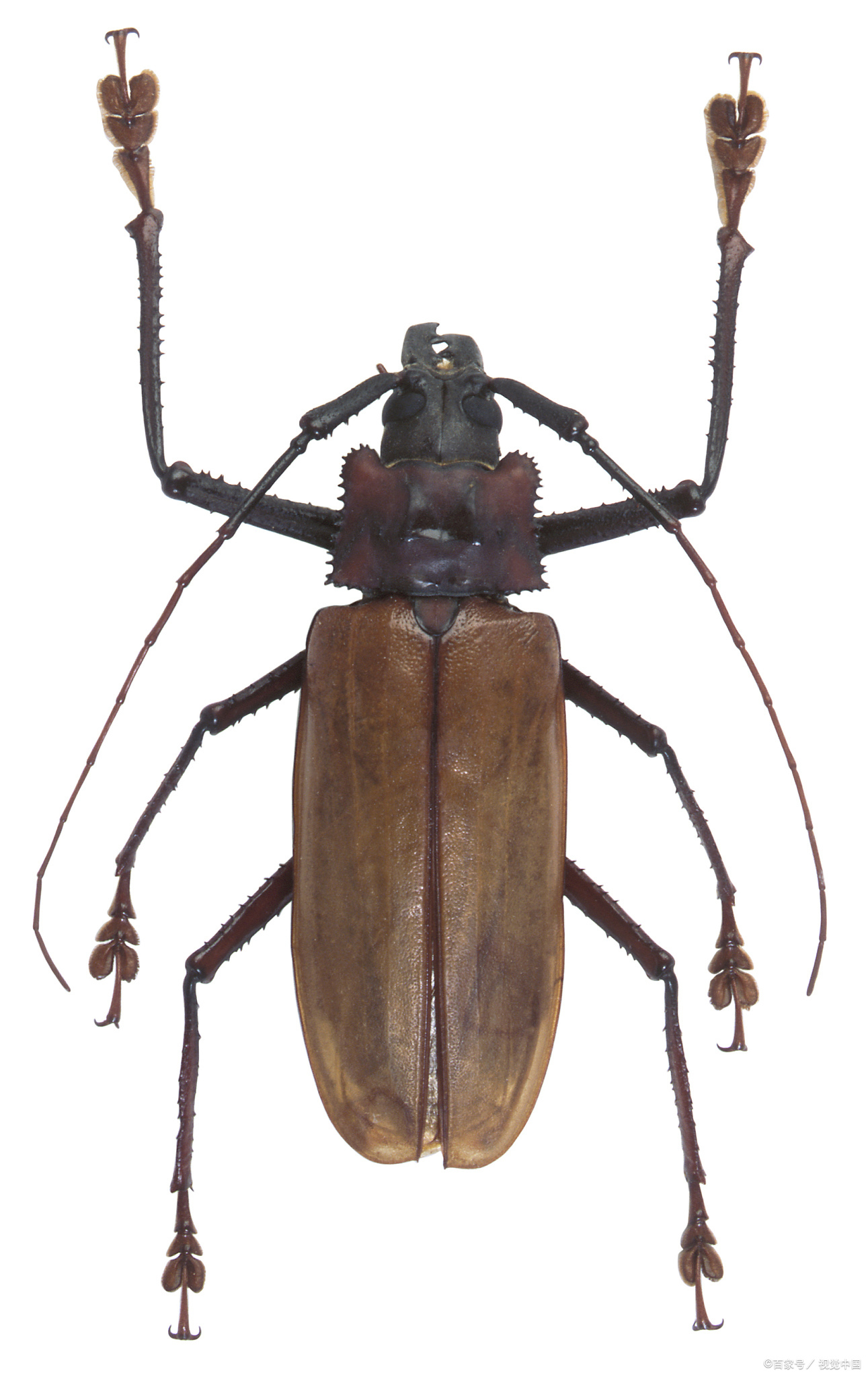 天牛和水牛的区别