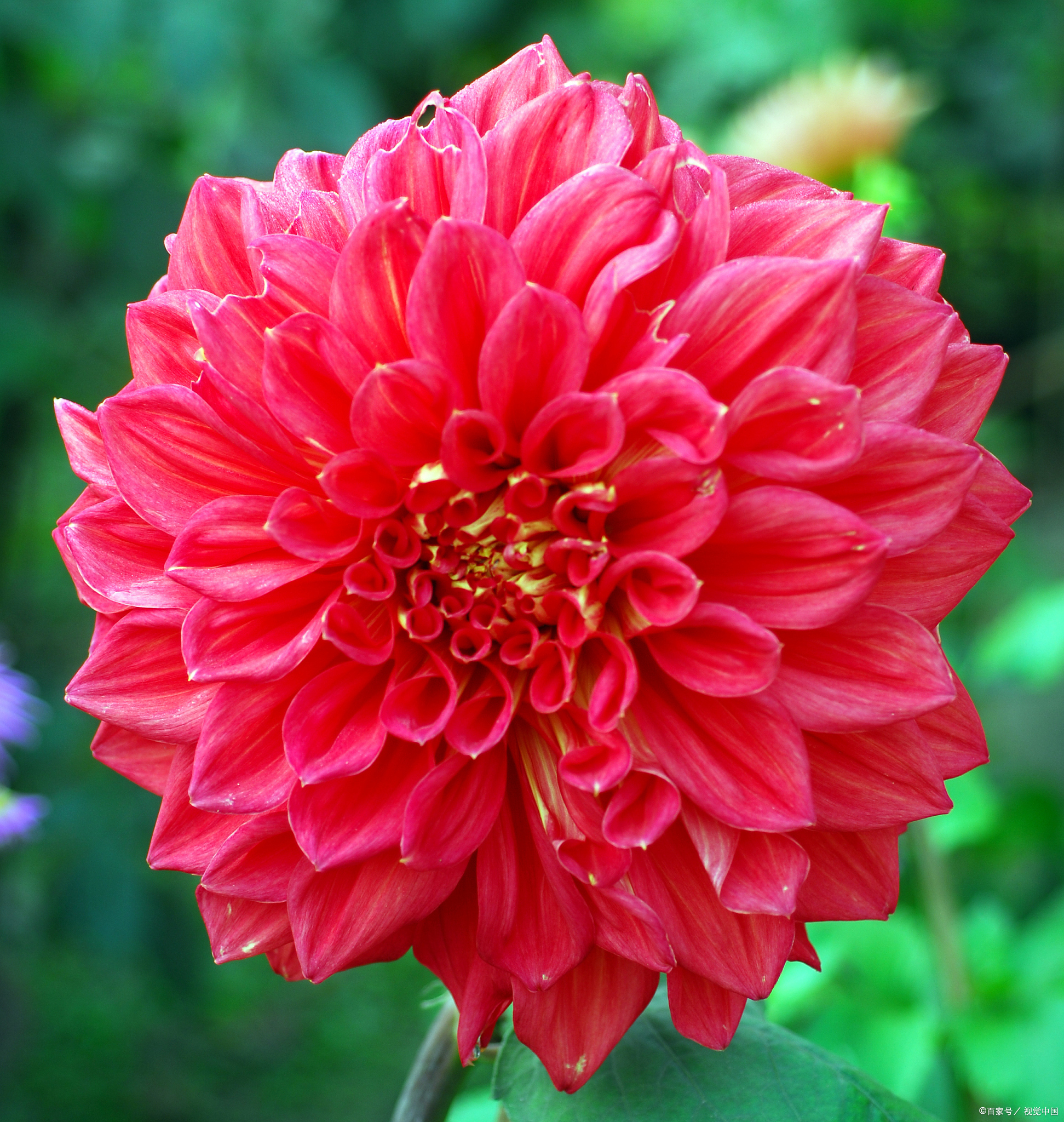 要成功养殖大丽花,以下是一些需要注意的事项.