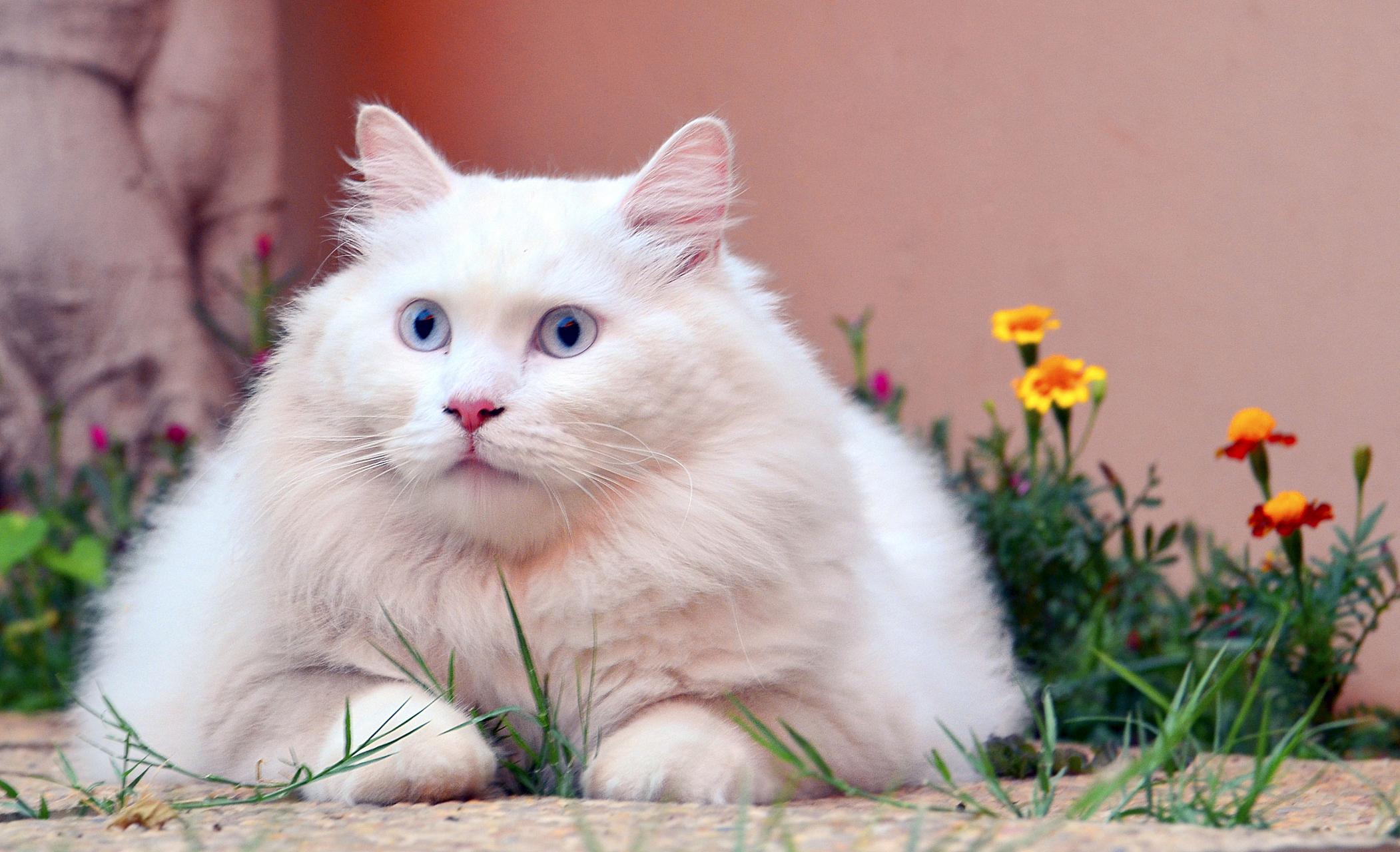 从今天开始遵循小猫生活法则 1.平等地瞧不起任何人 2.多睡觉 3.