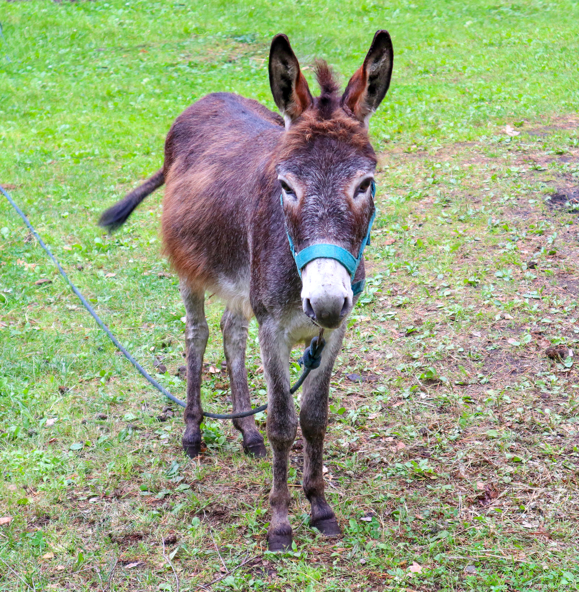 半夜,男子睡得正香,突然那老驴用舌头舔醒了他,男子睁开惺忪的眼,想不