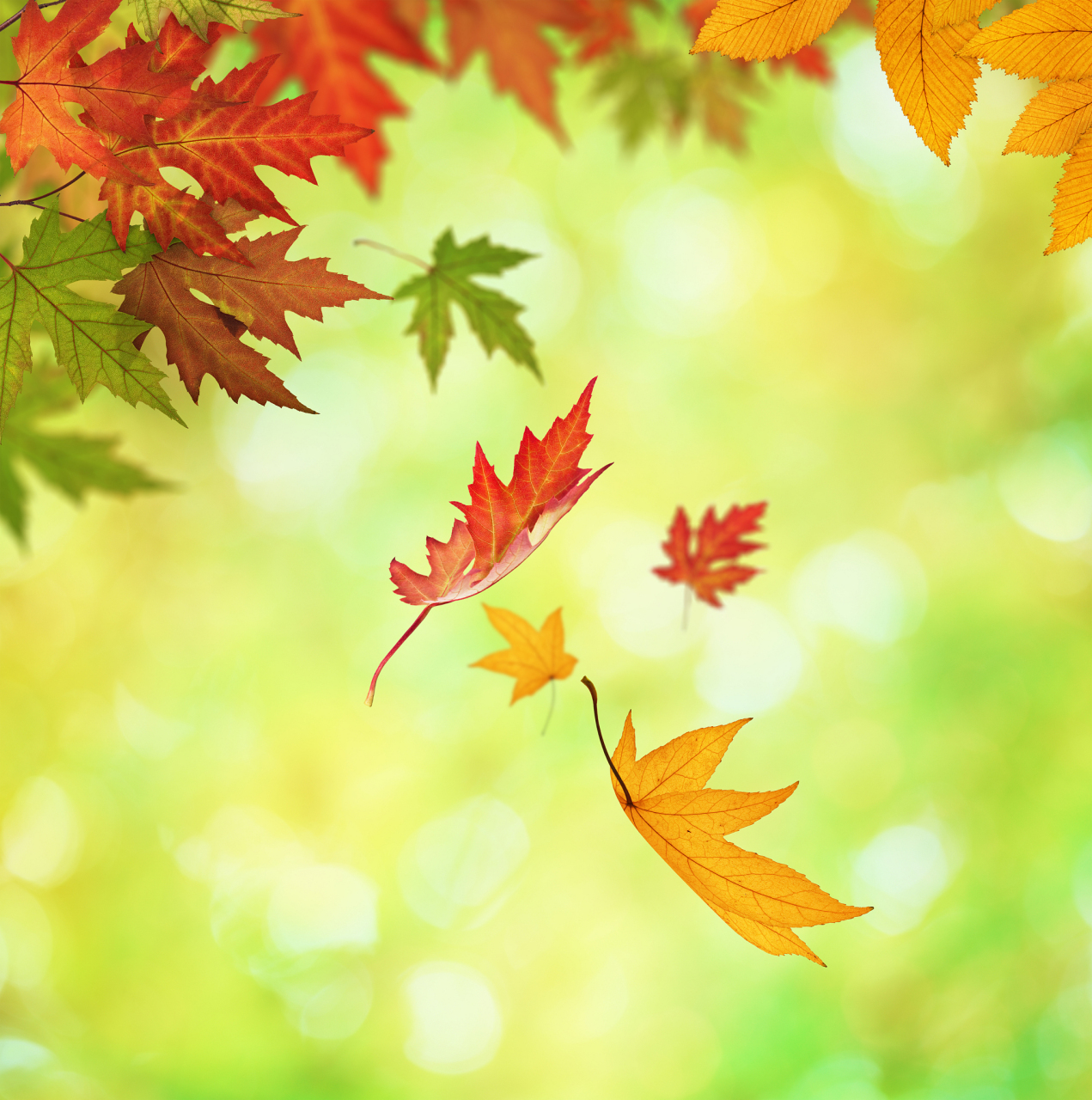 木叶动秋声,风卷残云空.